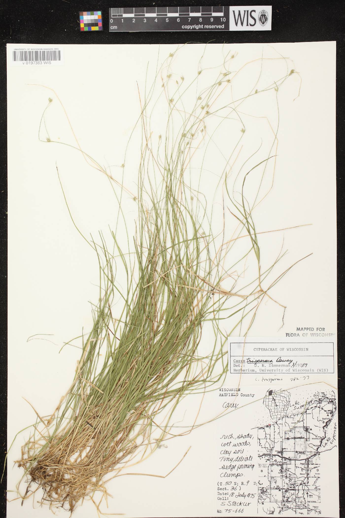 Carex trisperma image
