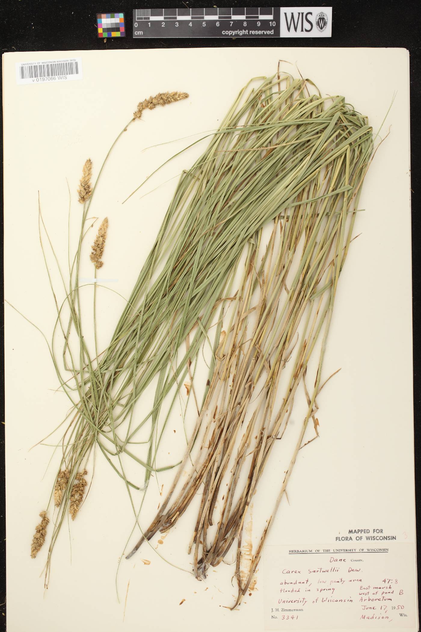 Carex sartwellii image