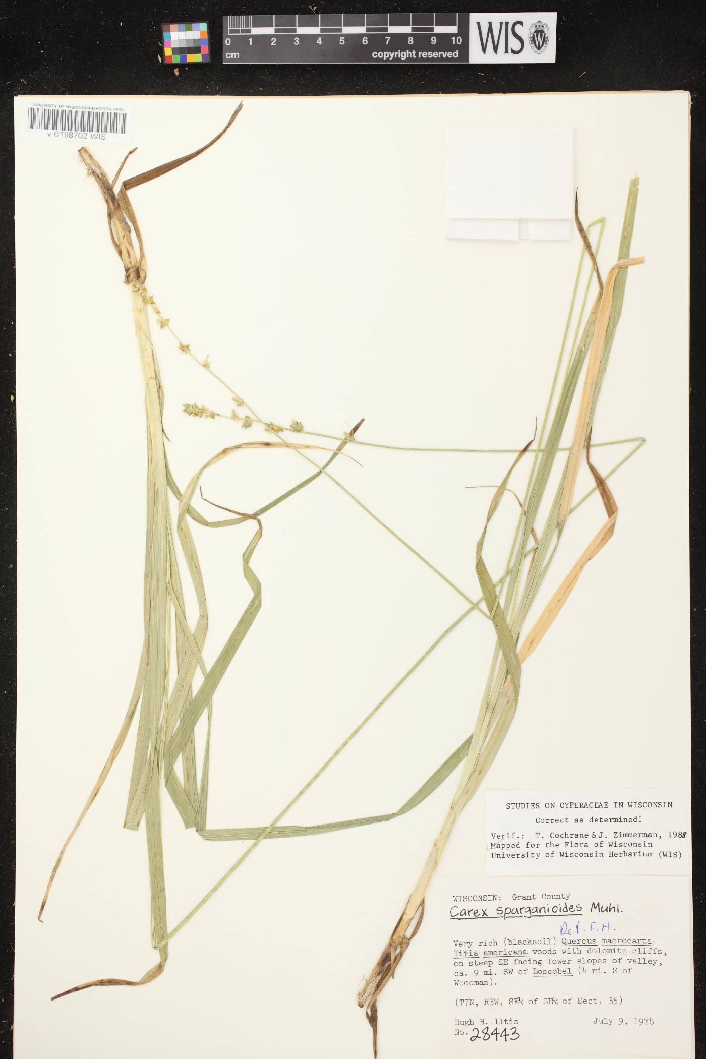 Carex sparganioides image