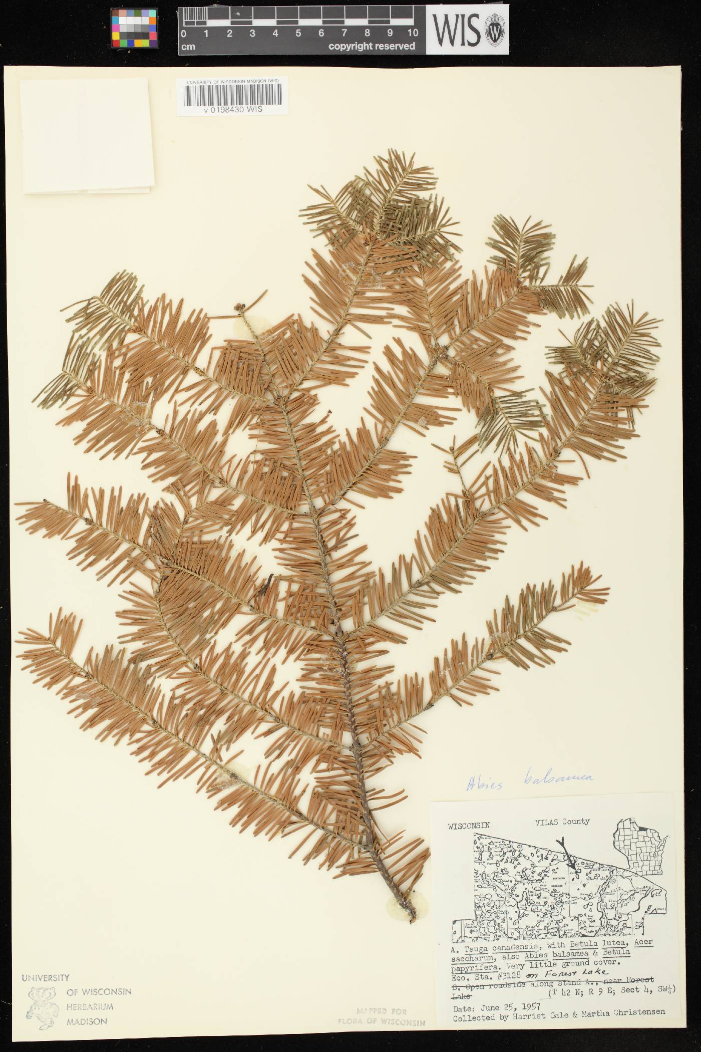 Abies balsamea image