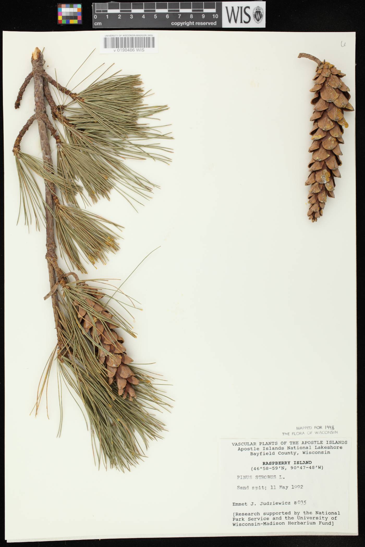 Pinus strobus image