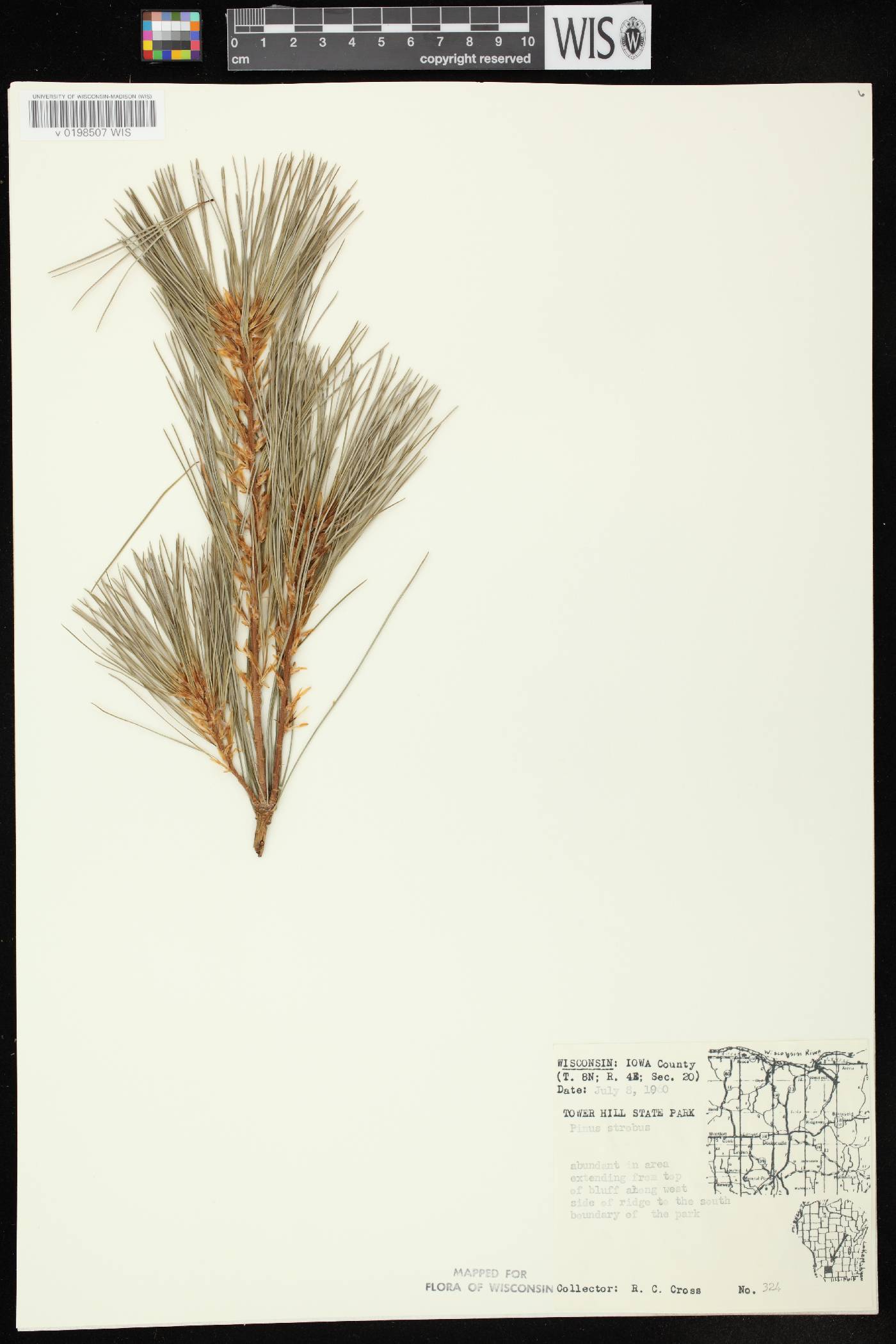 Pinus strobus image