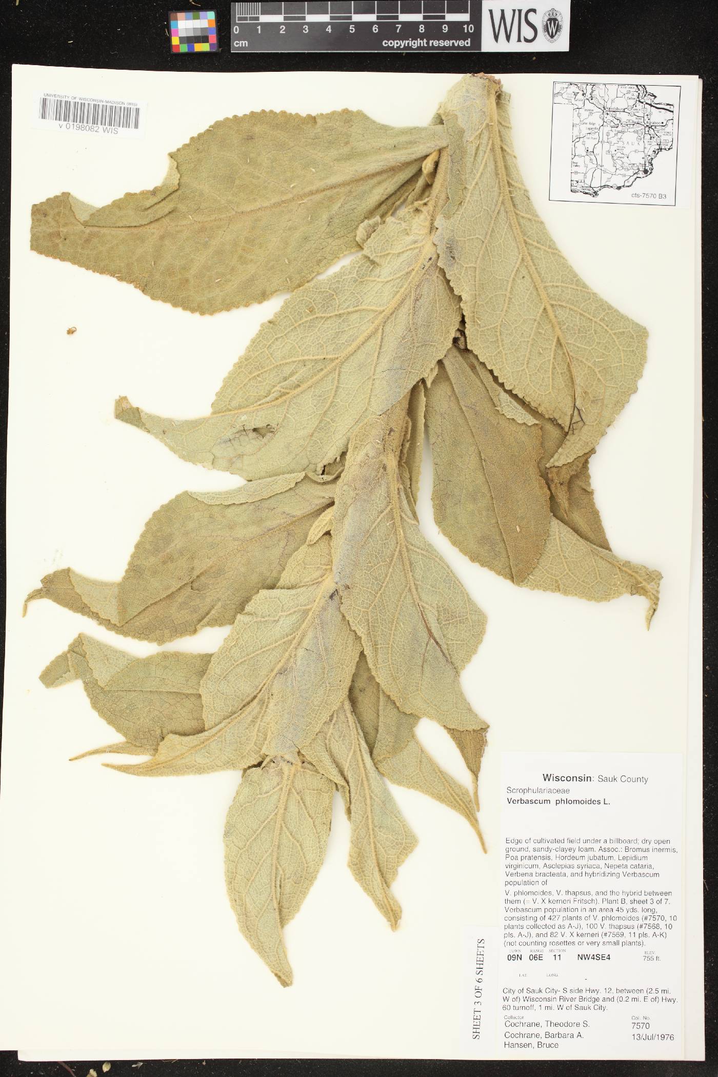Verbascum phlomoides image