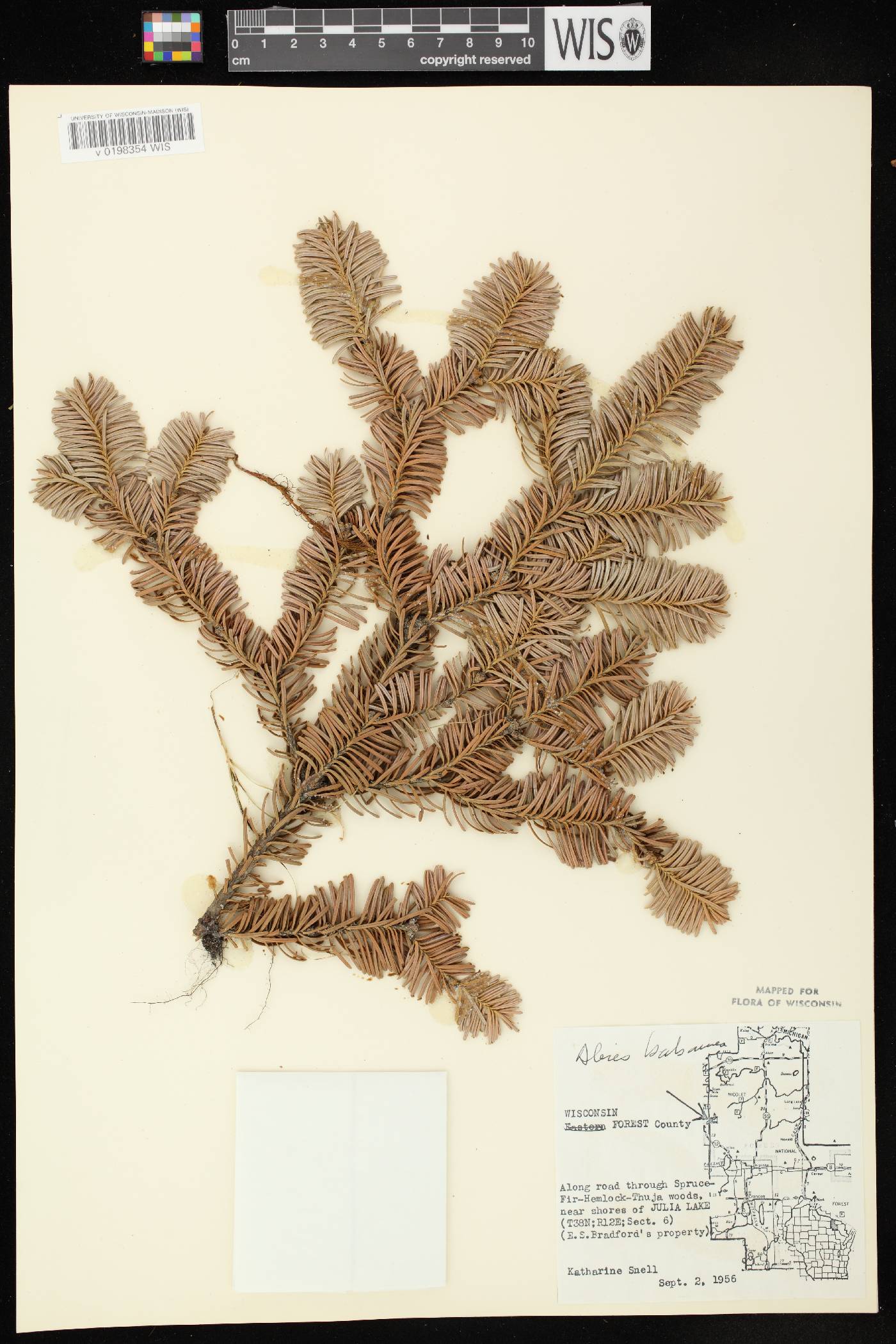 Abies balsamea image