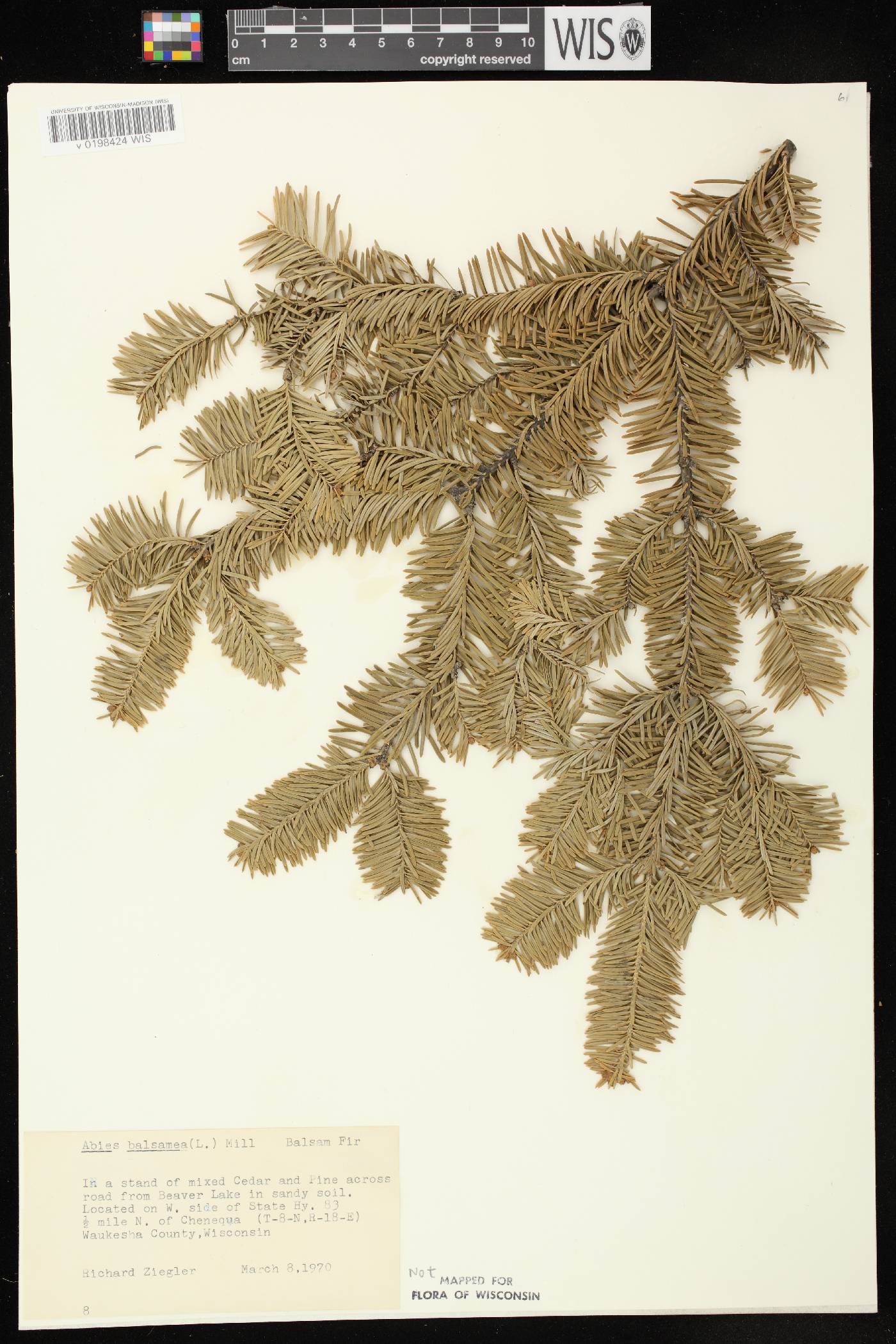 Abies balsamea image