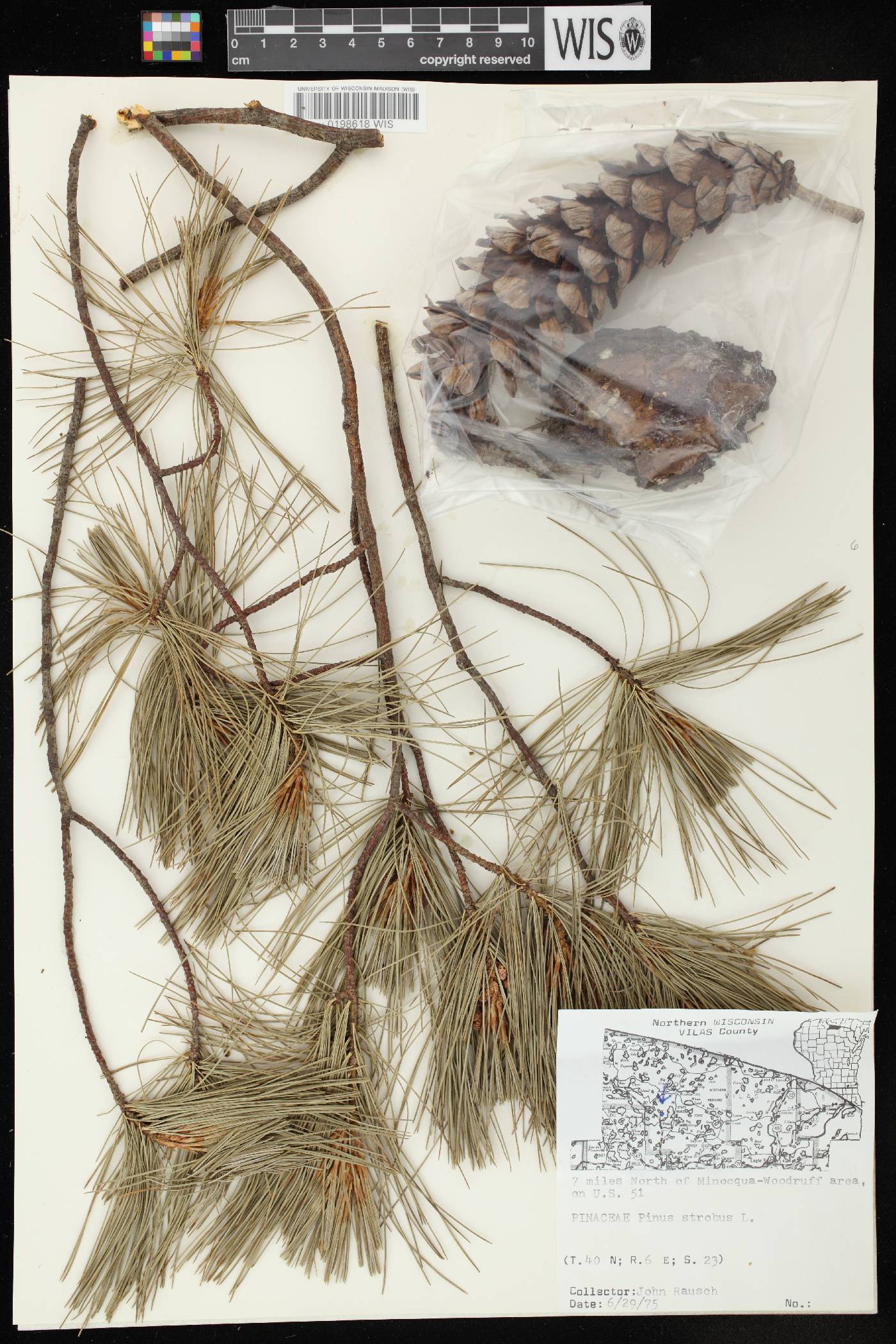 Pinus strobus image