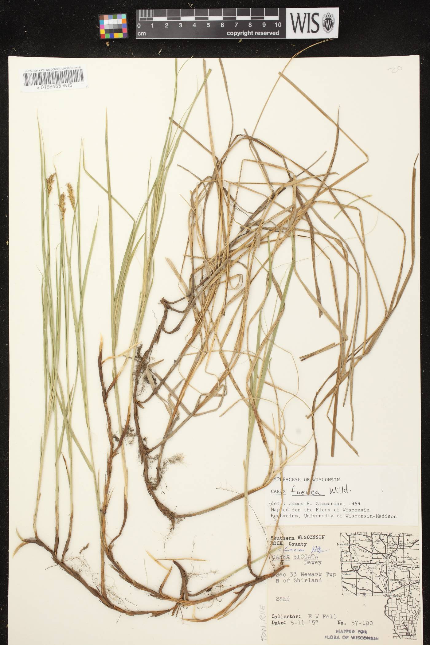 Carex siccata image