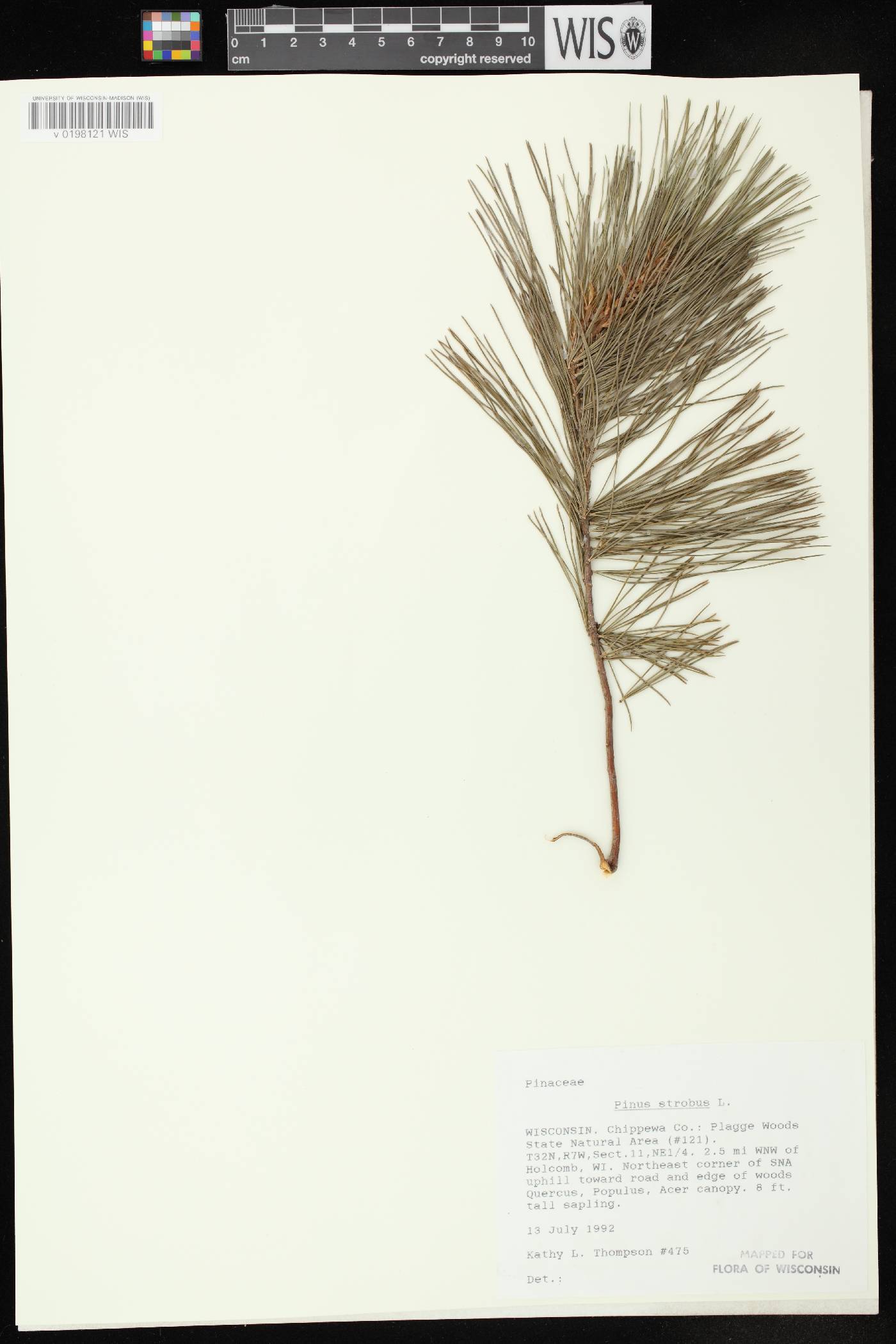 Pinus strobus image