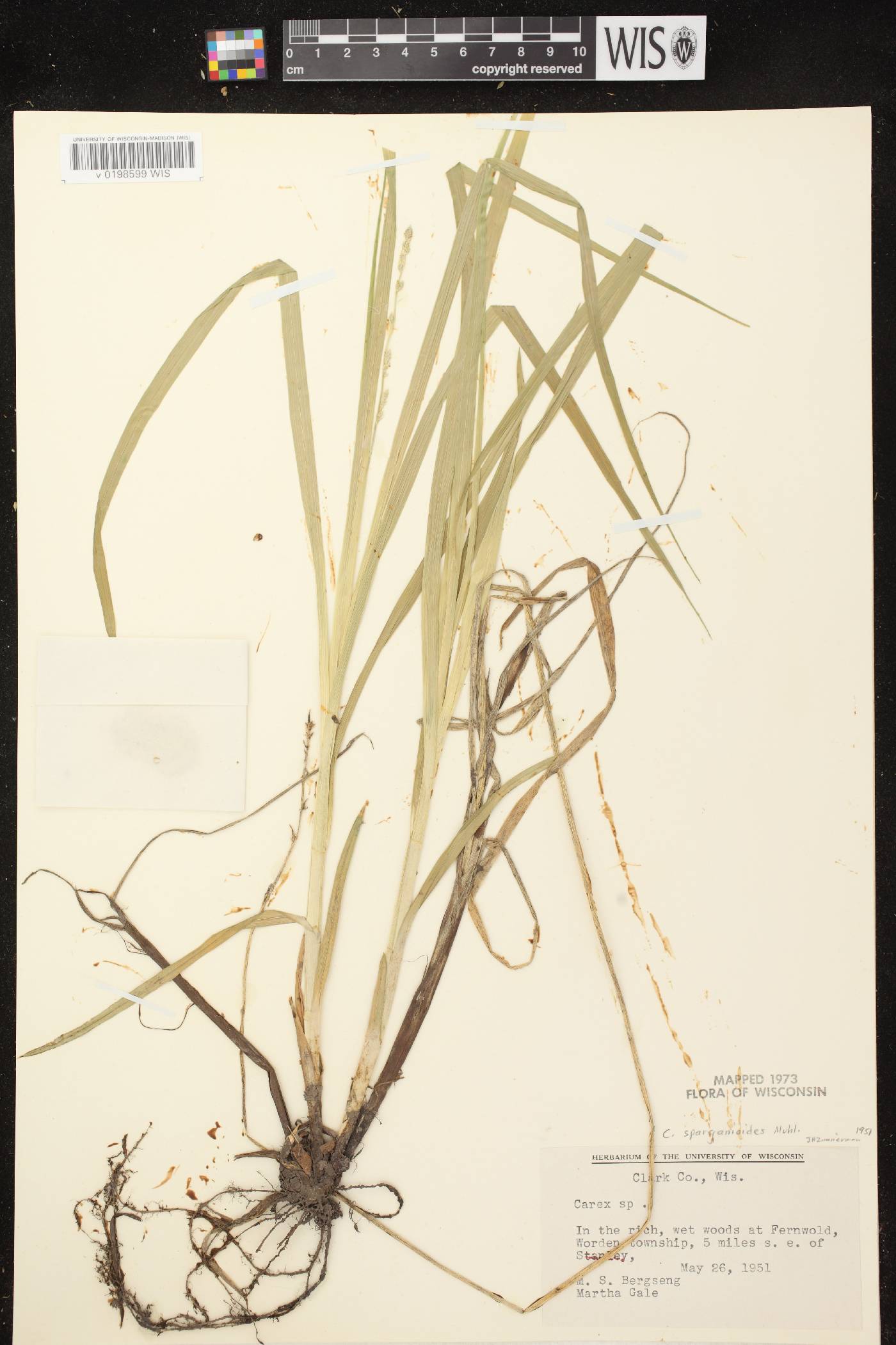 Carex sparganioides image