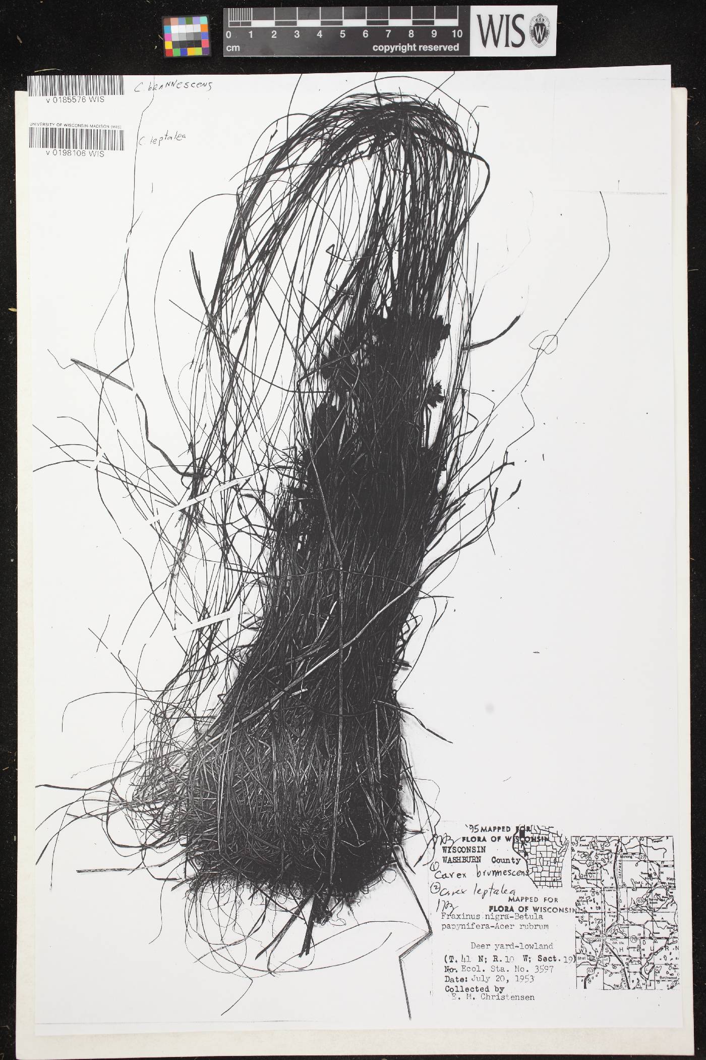 Carex leptalea image
