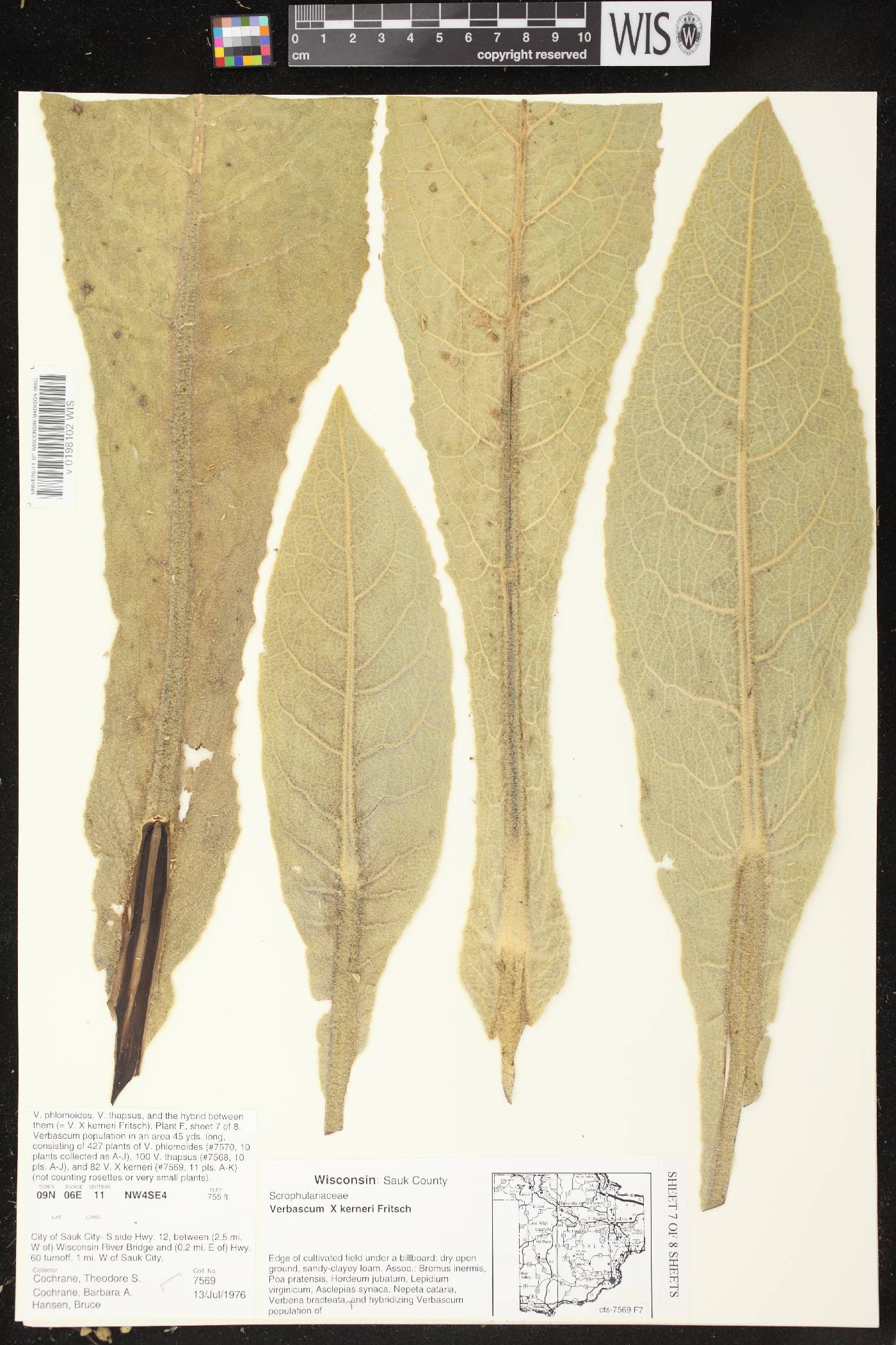 Verbascum X kerneri image