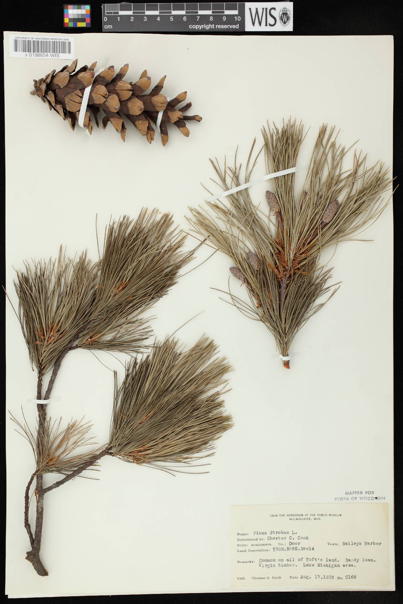 Pinus strobus image
