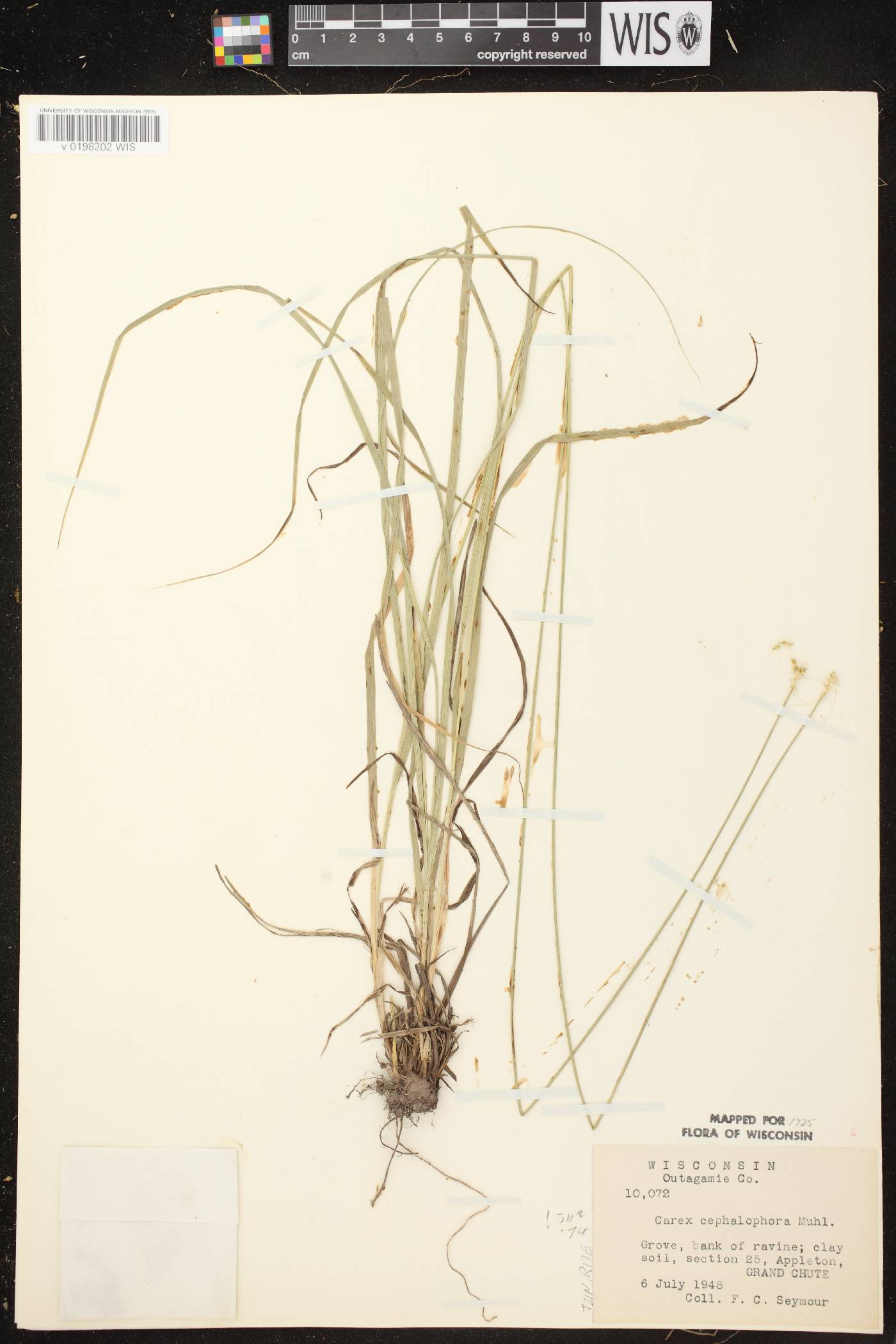 Carex cephalophora image