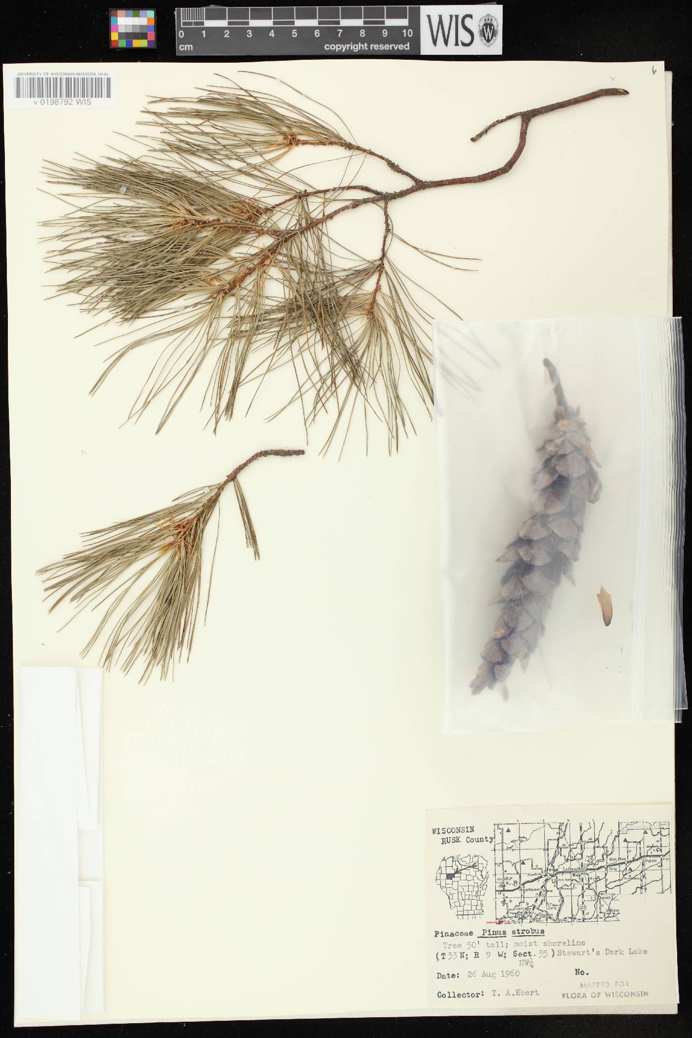 Pinus strobus image