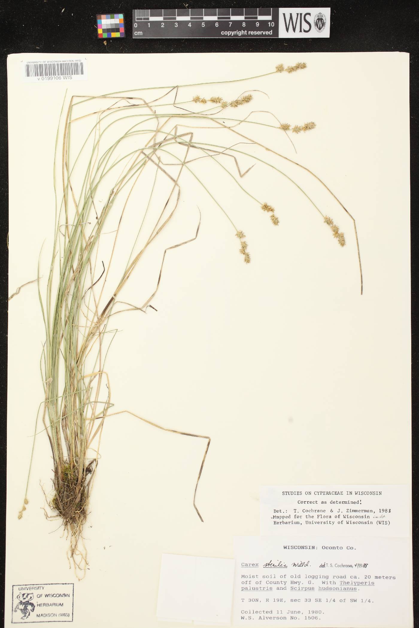 Carex sterilis image