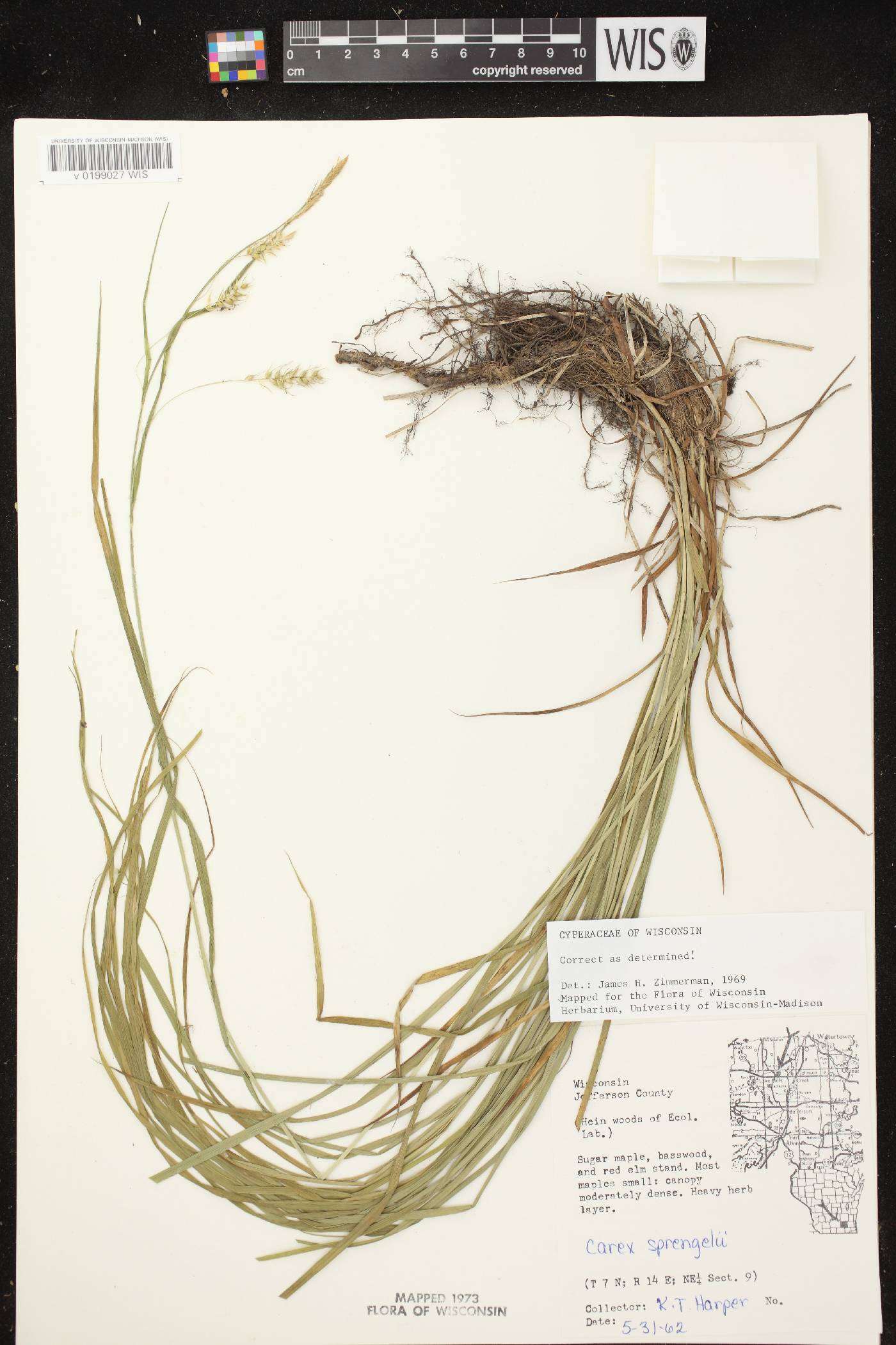 Carex sprengelii image