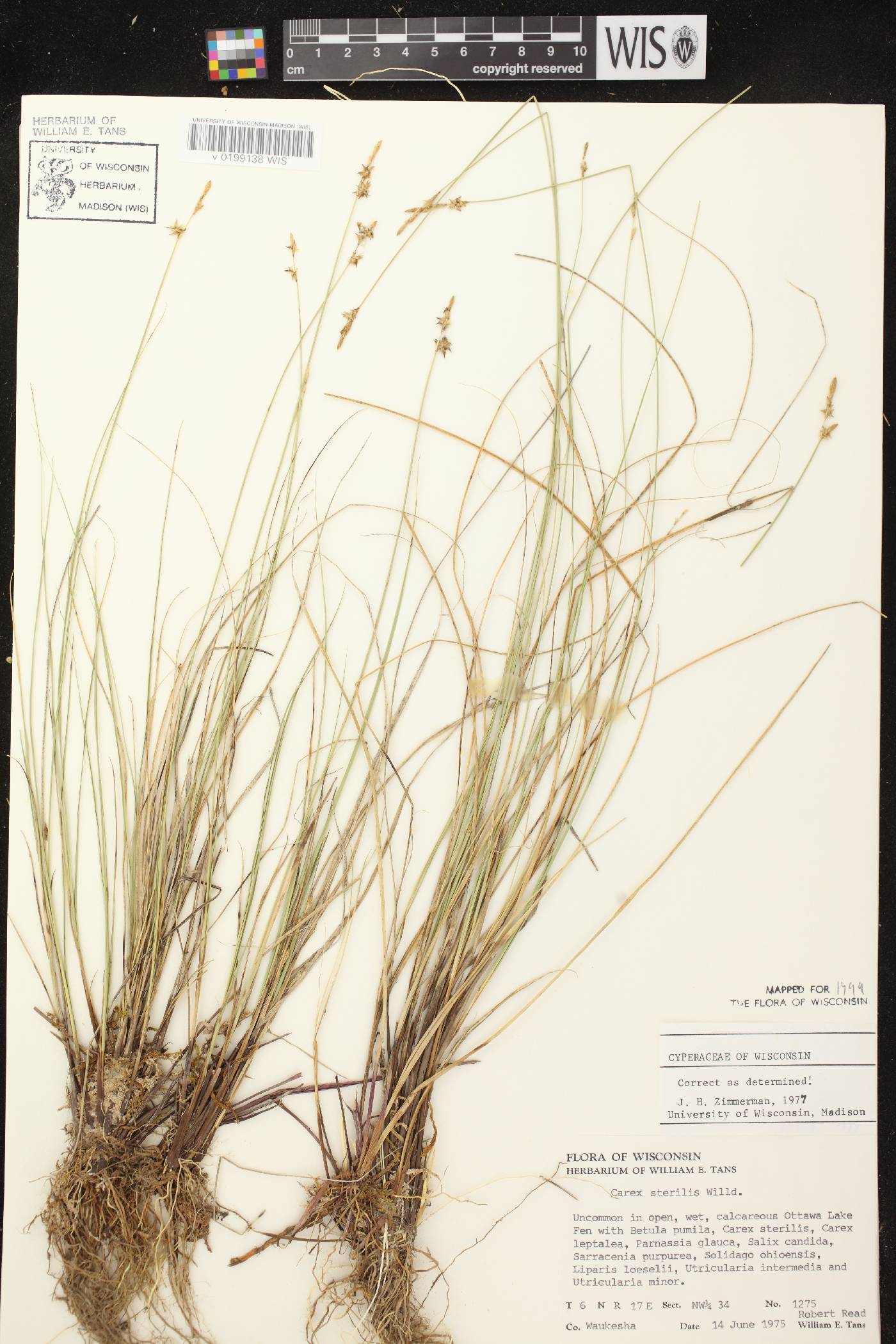 Carex sterilis image