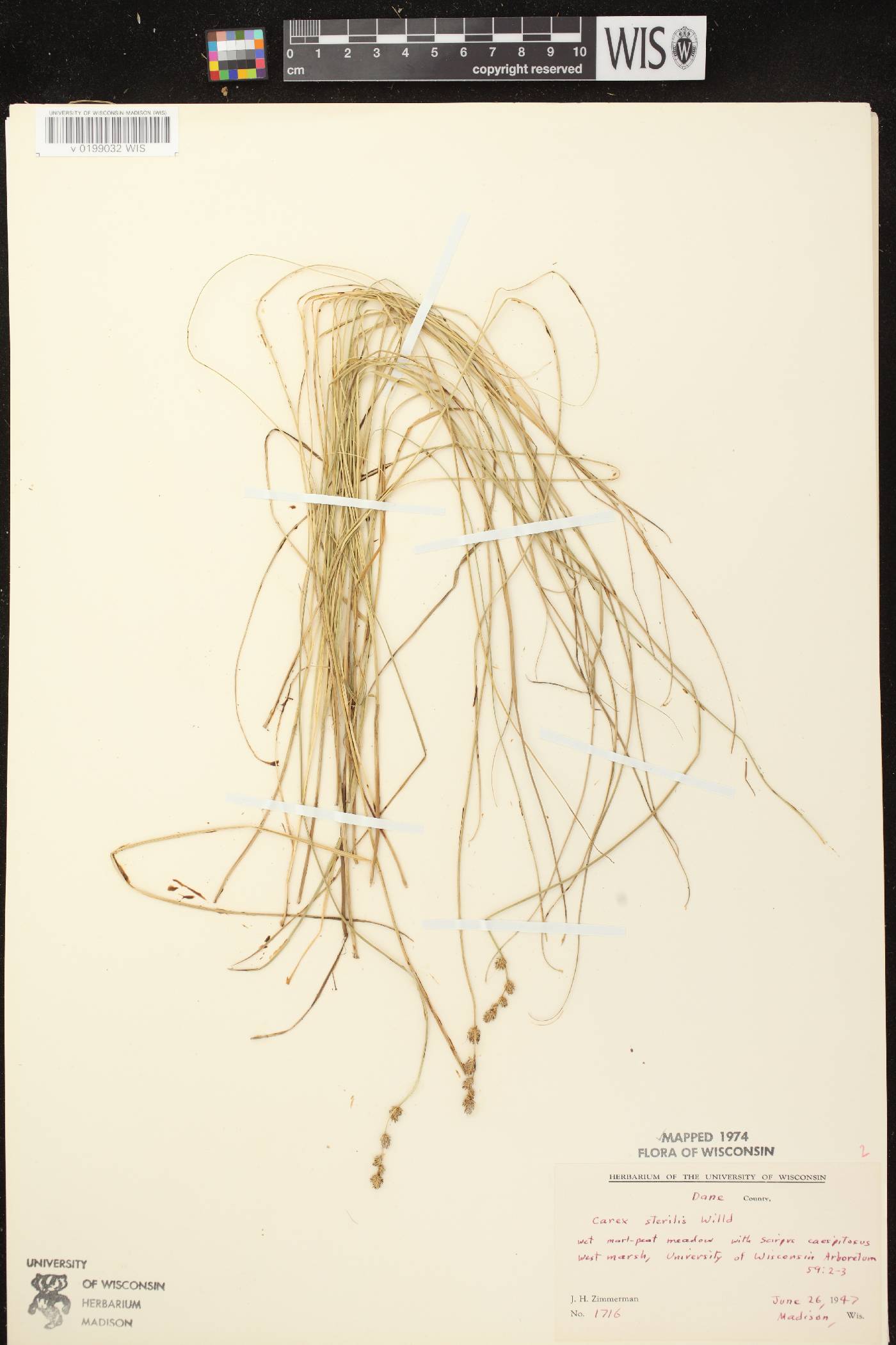 Carex sterilis image
