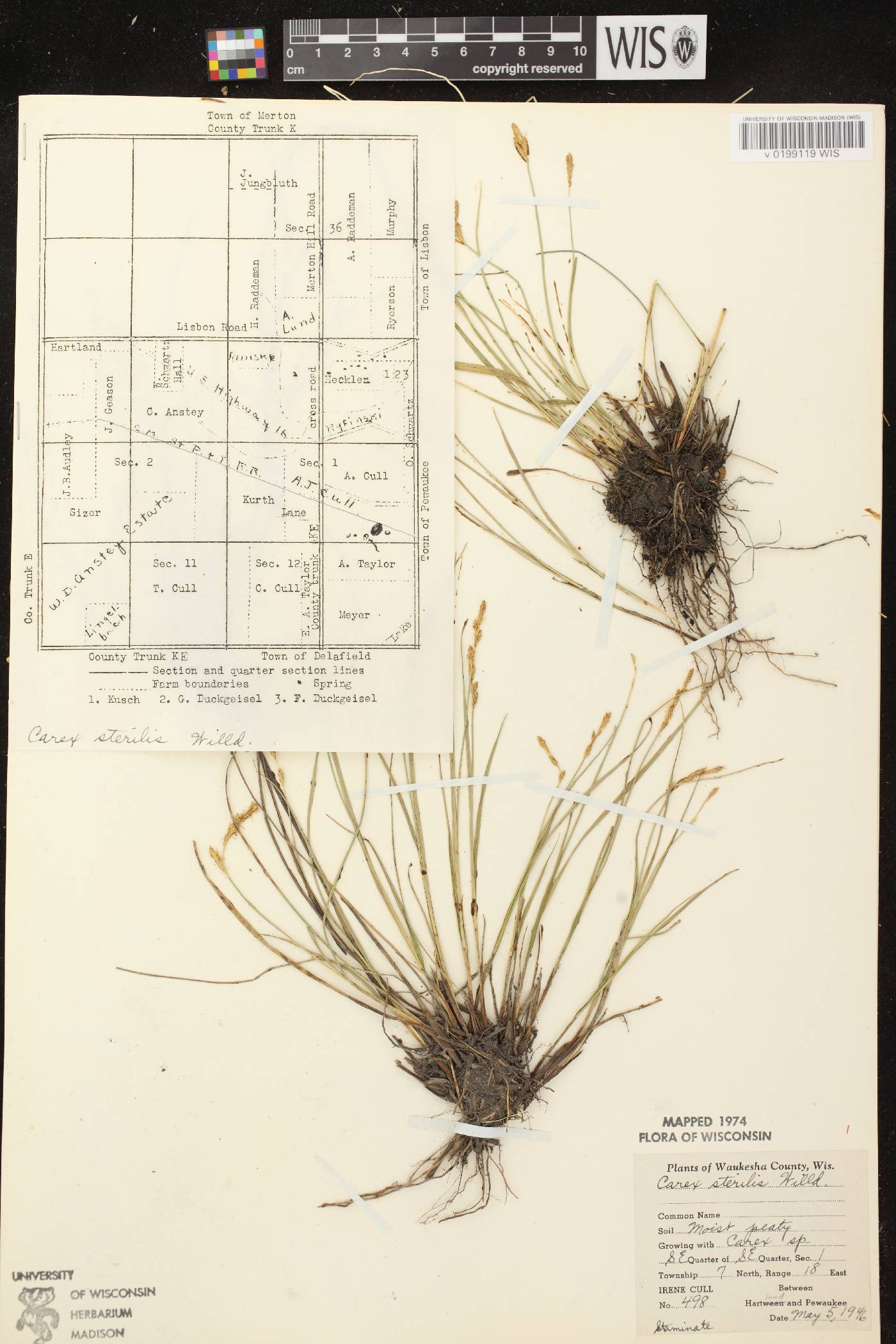 Carex sterilis image