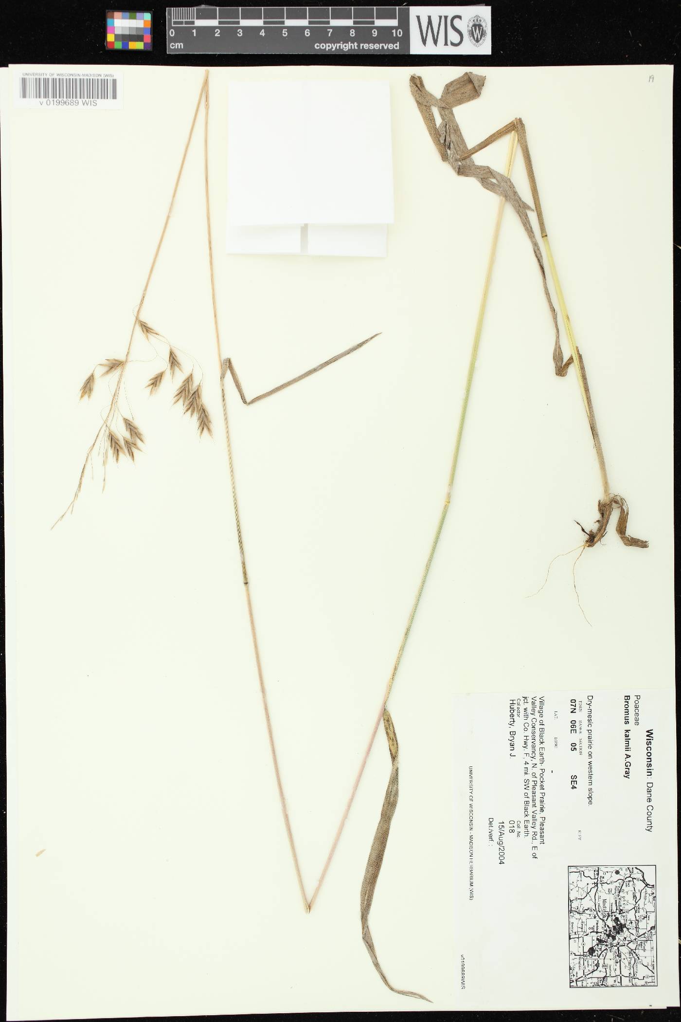 Bromus kalmii image