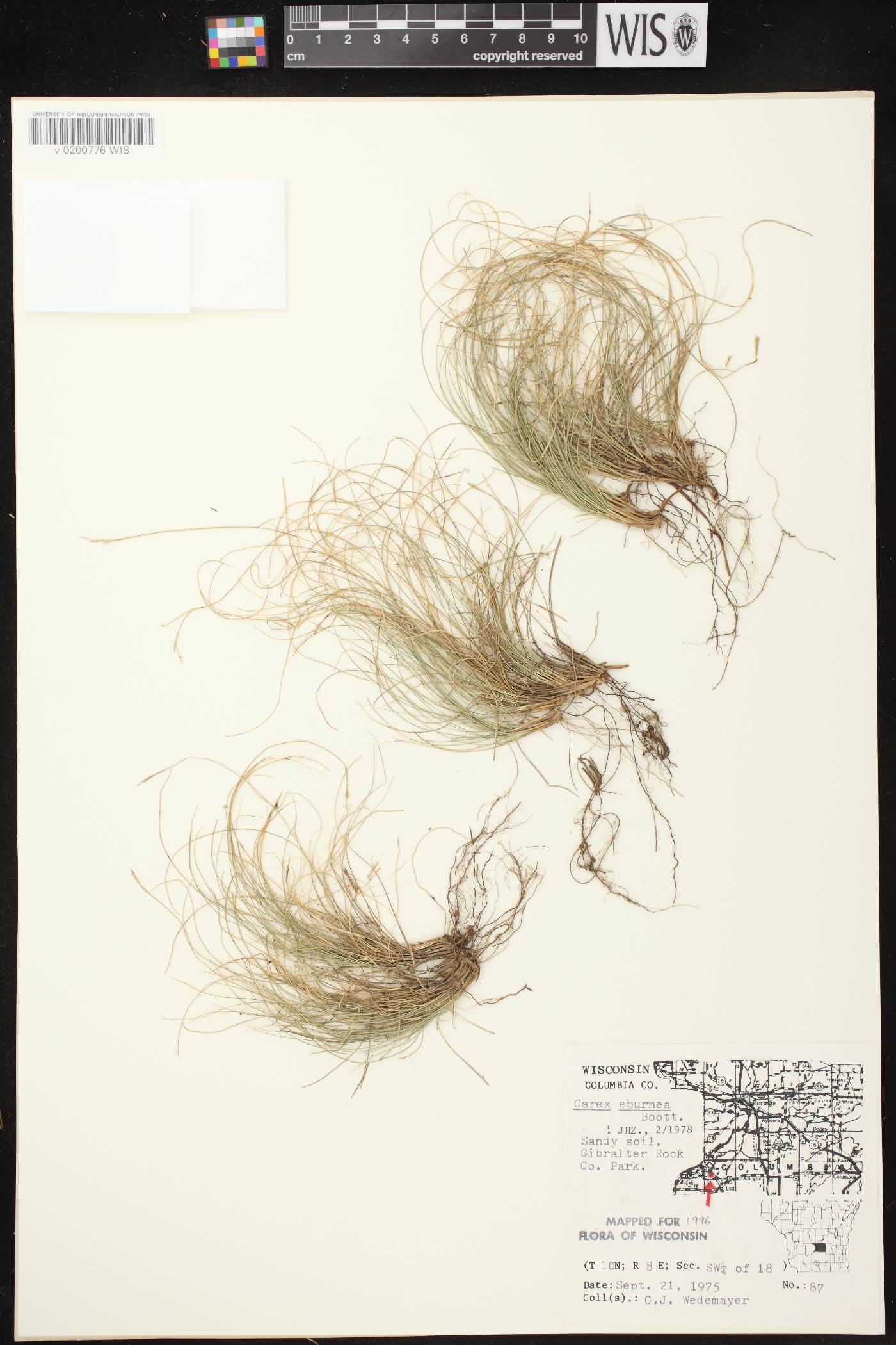 Carex eburnea image