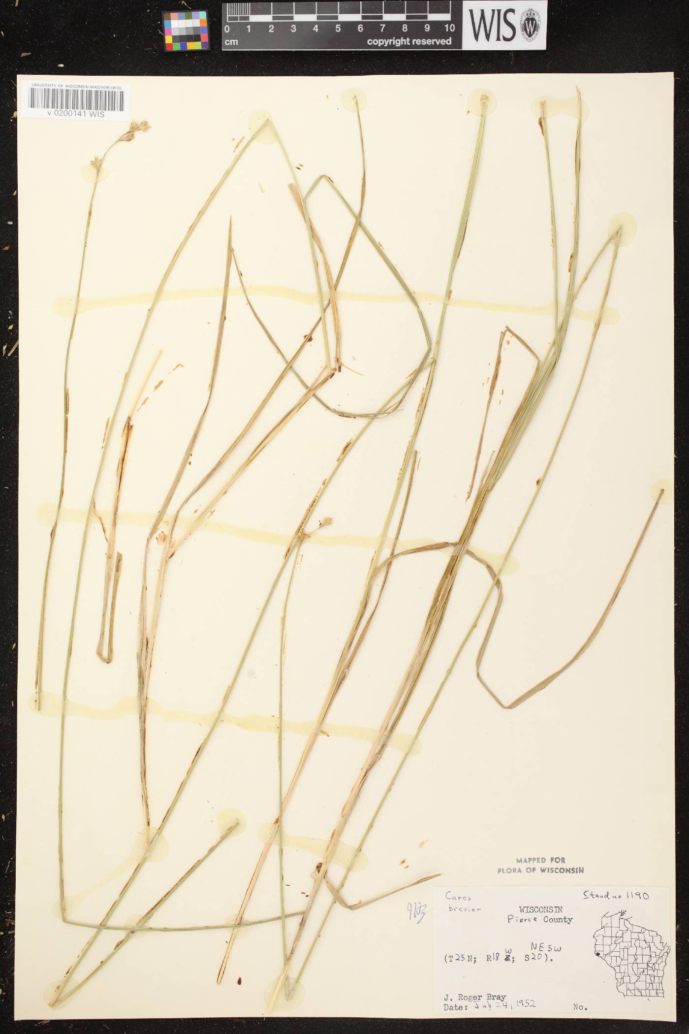 Carex brevior image