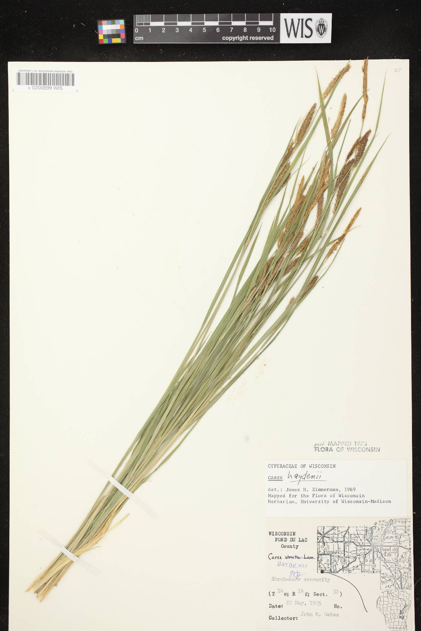 Carex haydenii image