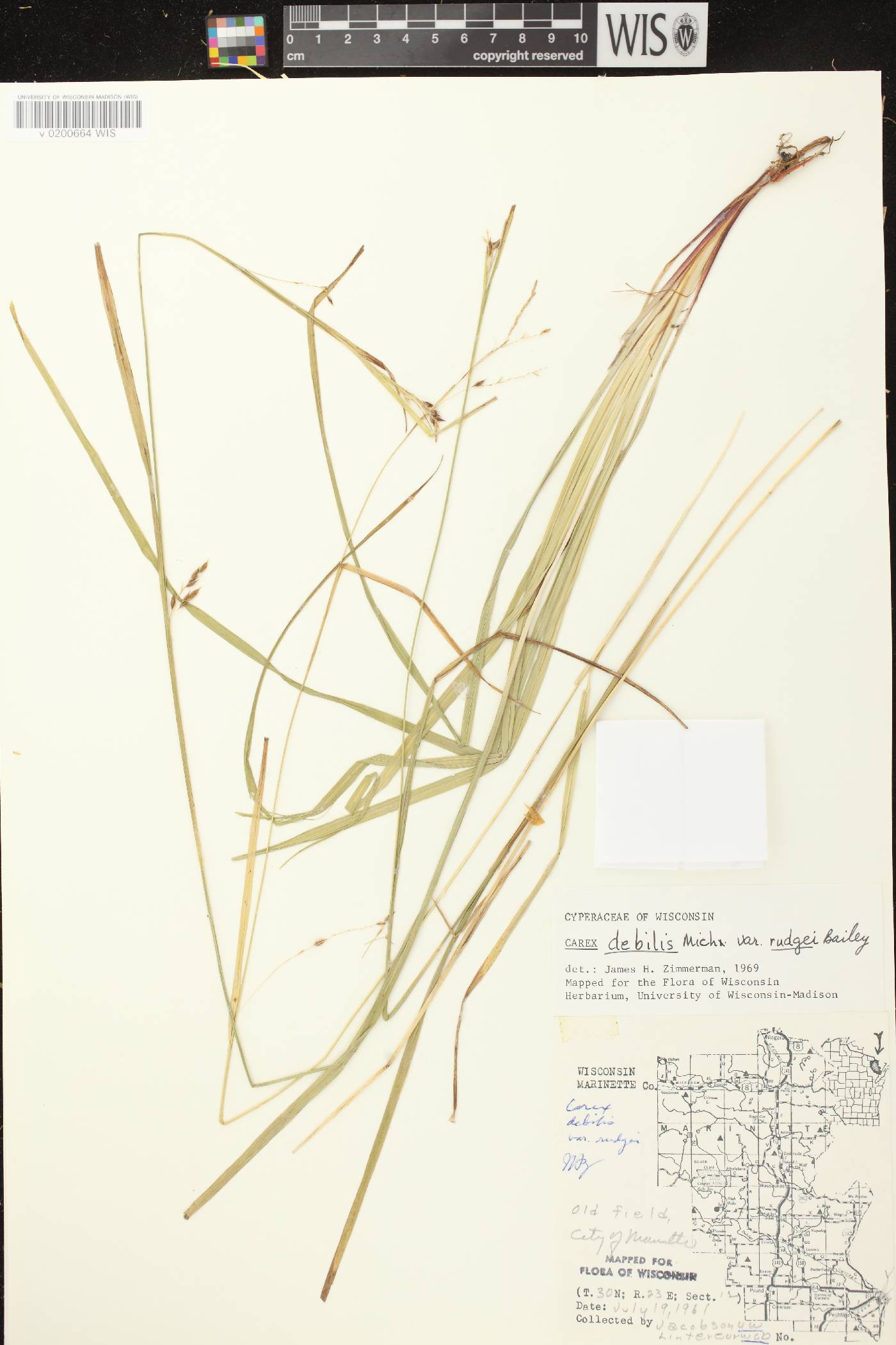 Carex debilis var. rudgei image