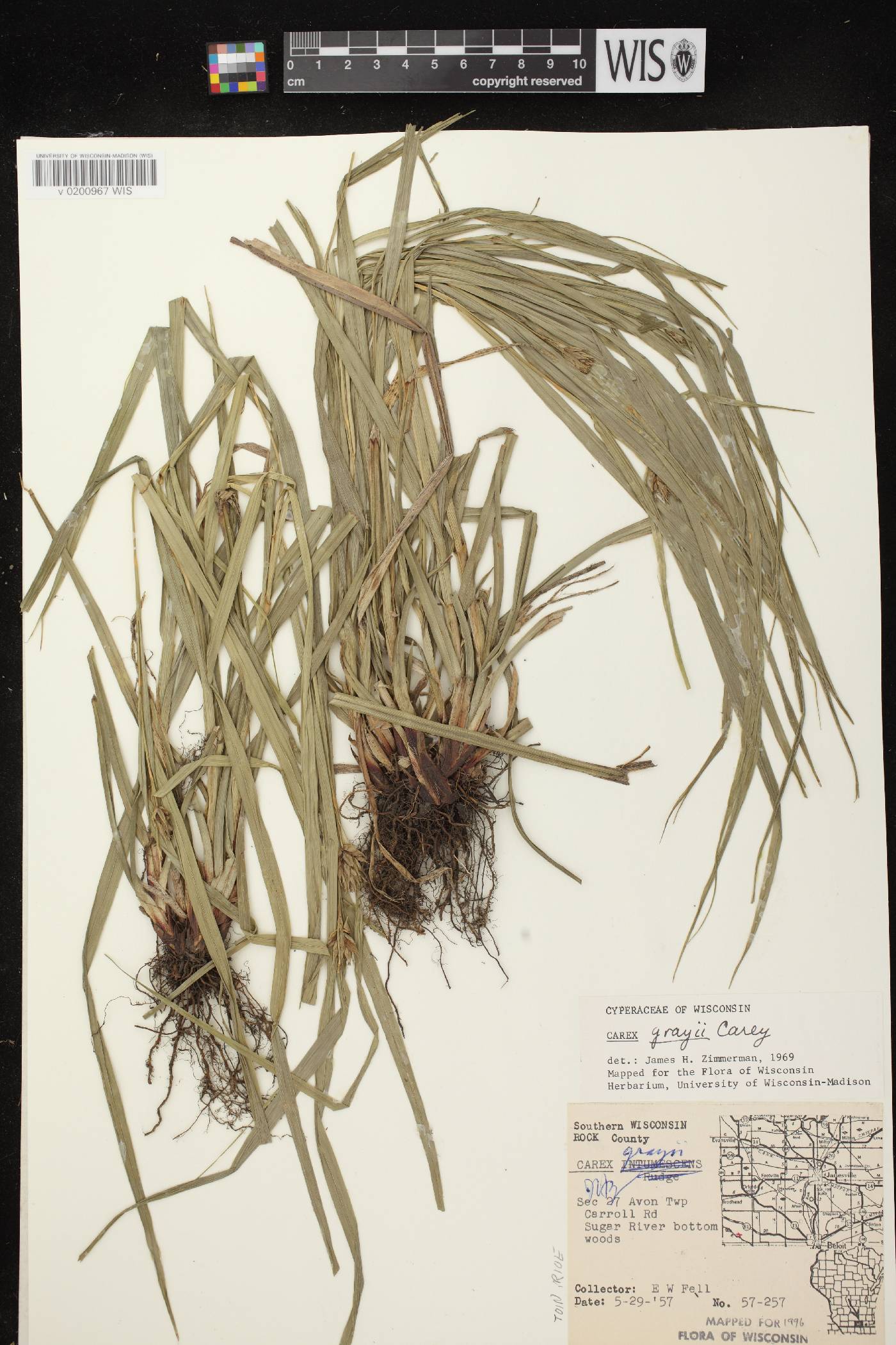 Carex grayi image