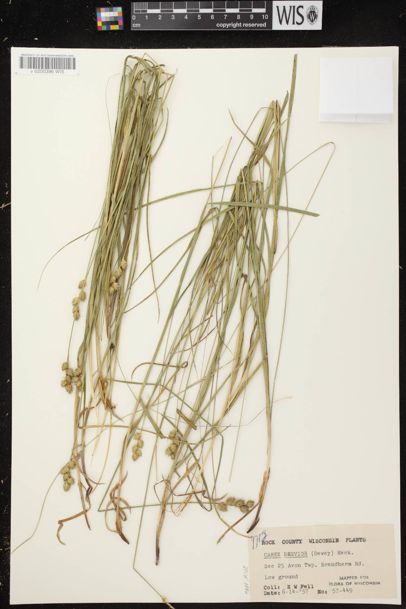 Carex brevior image