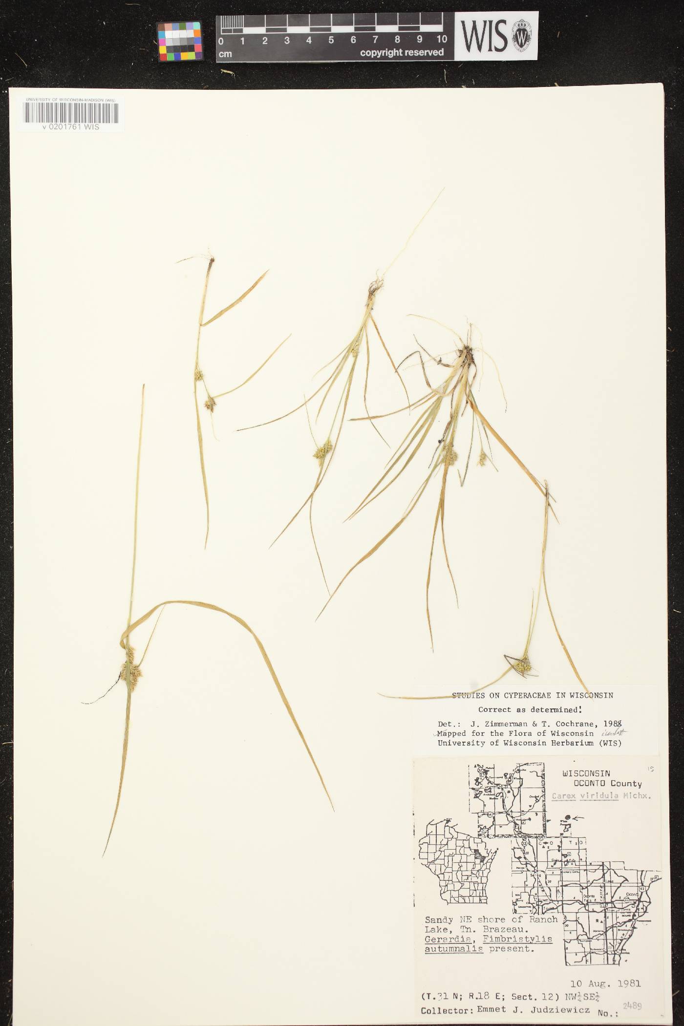 Carex viridula subsp. viridula image