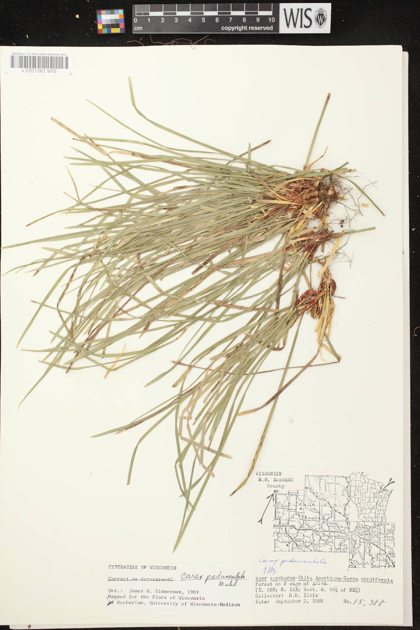 Carex pedunculata image