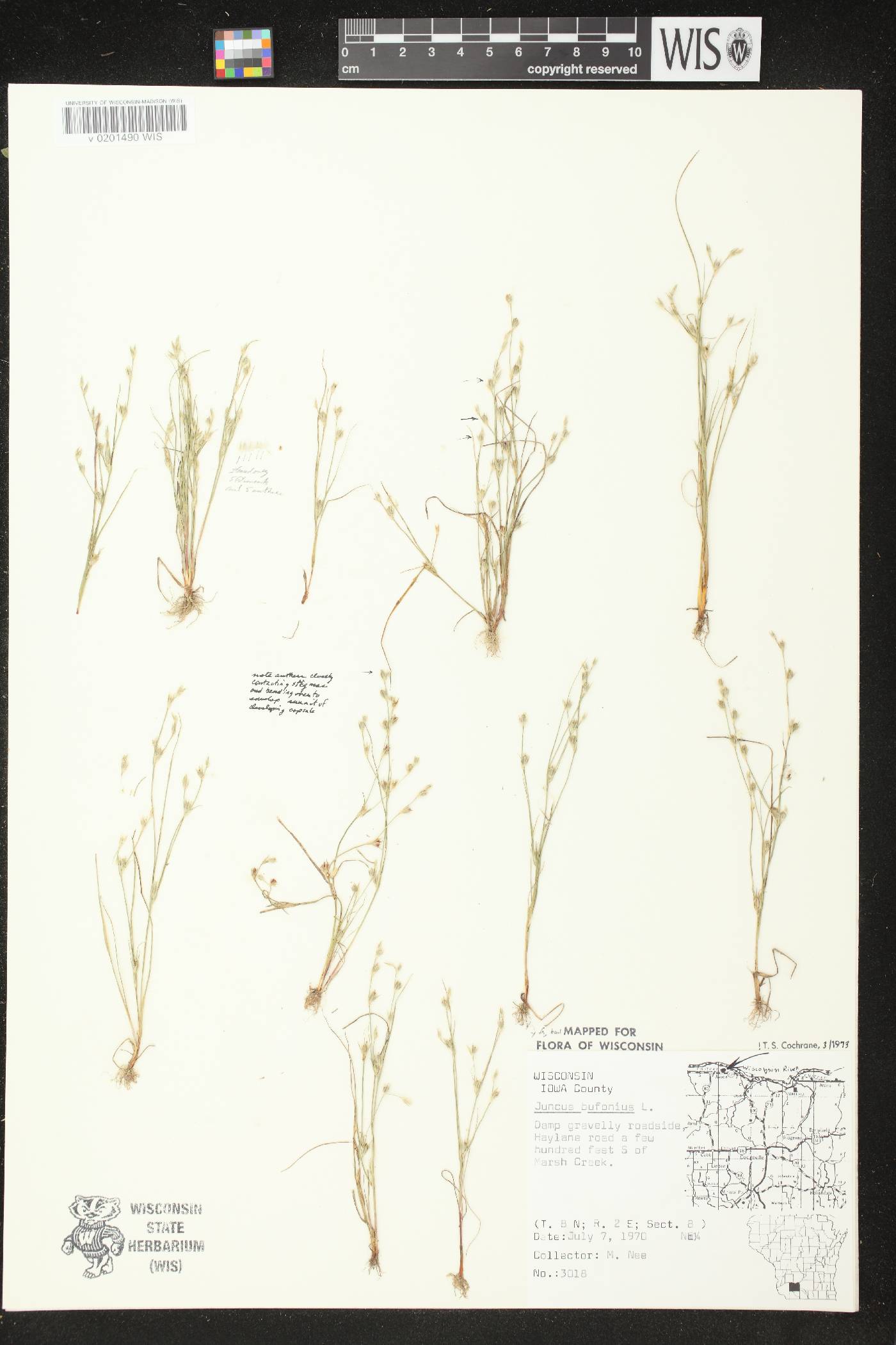 Juncus bufonius image