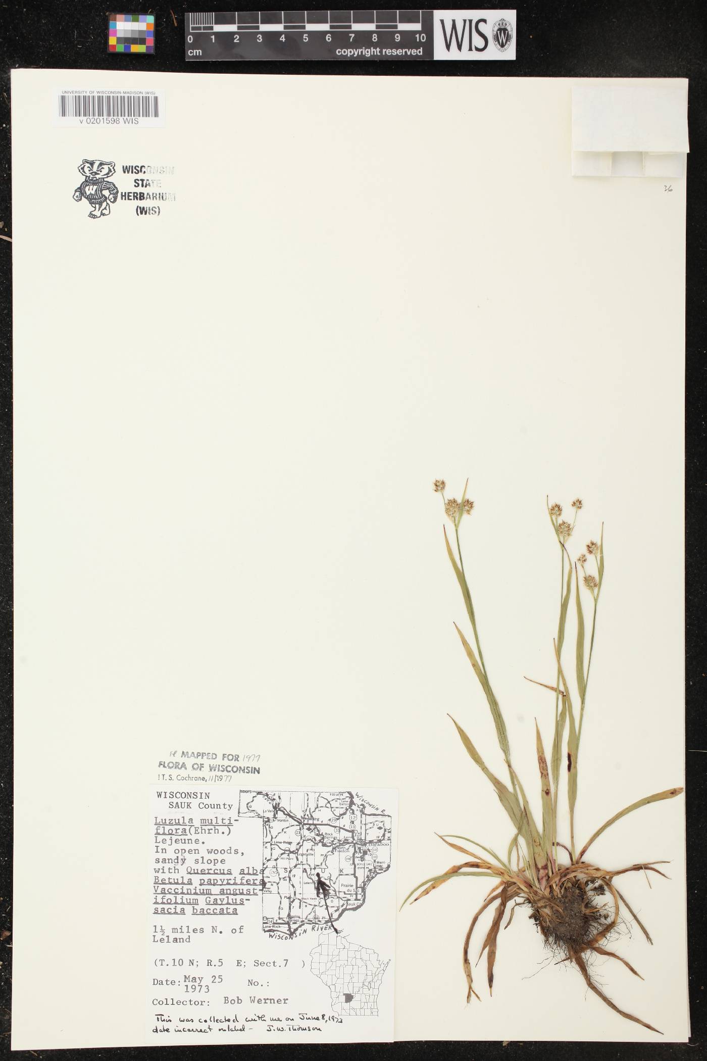 Luzula multiflora image