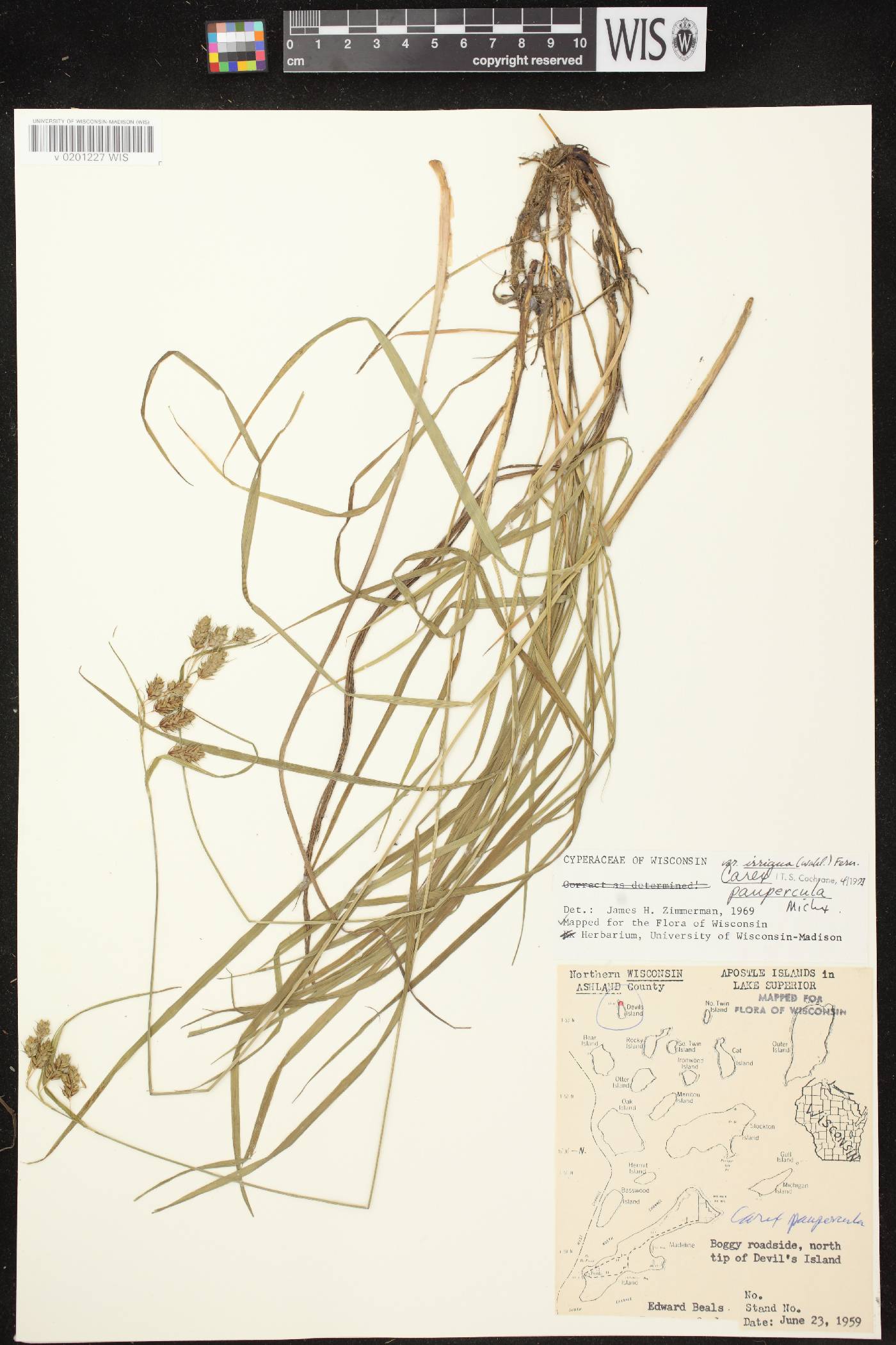 Carex magellanica image