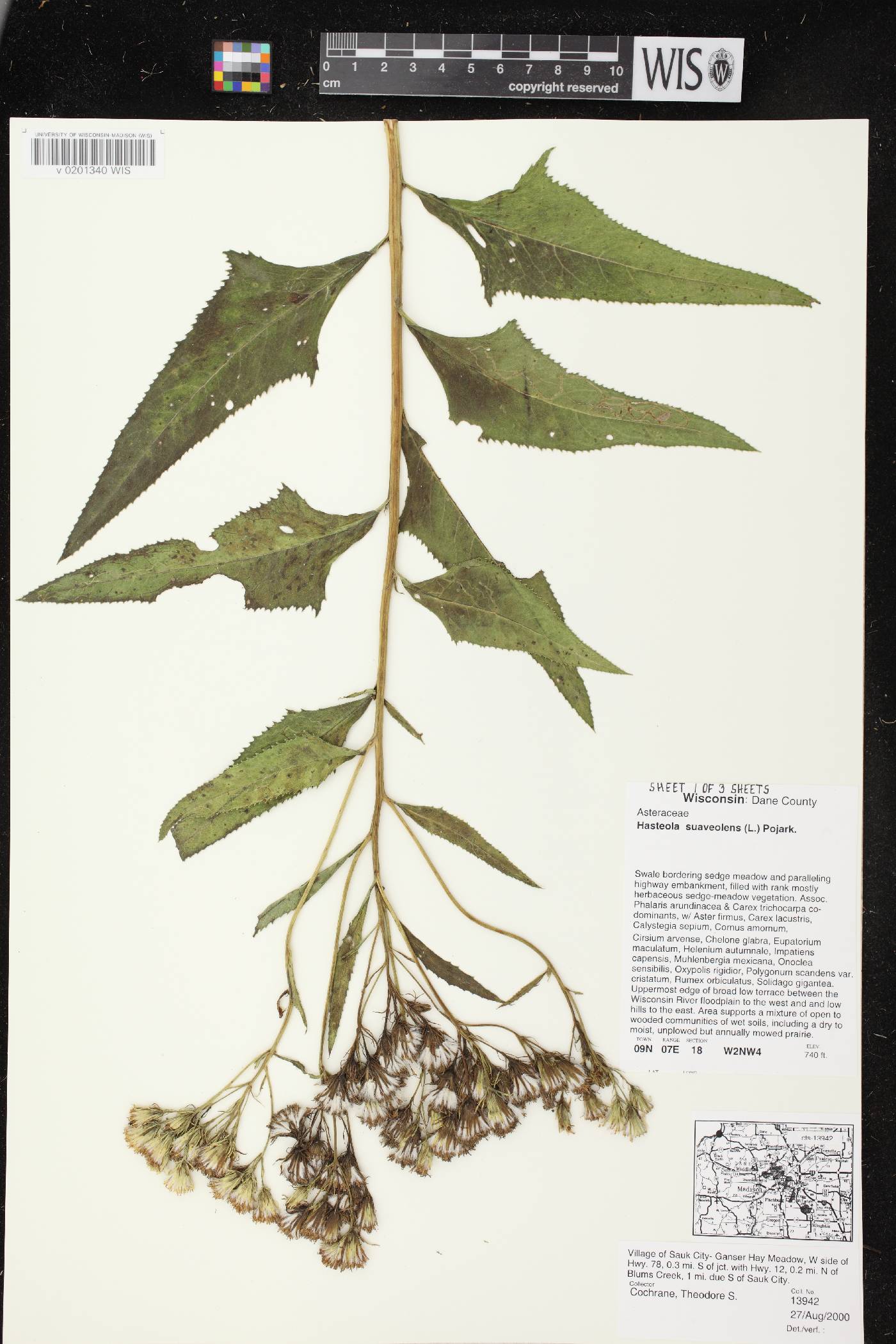 Hasteola suaveolens image