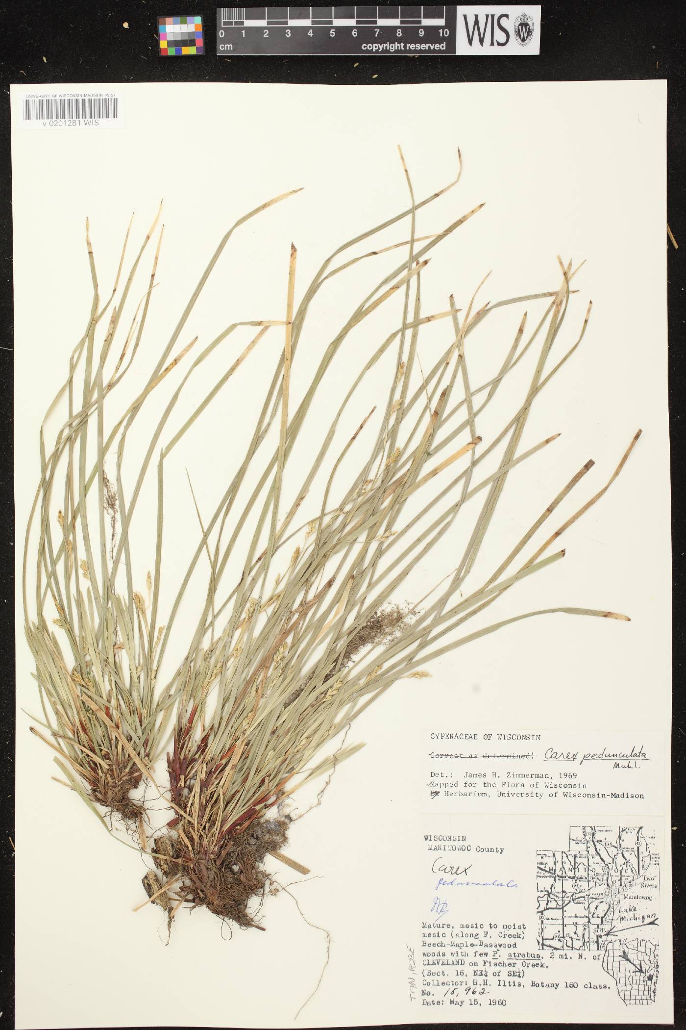 Carex pedunculata image
