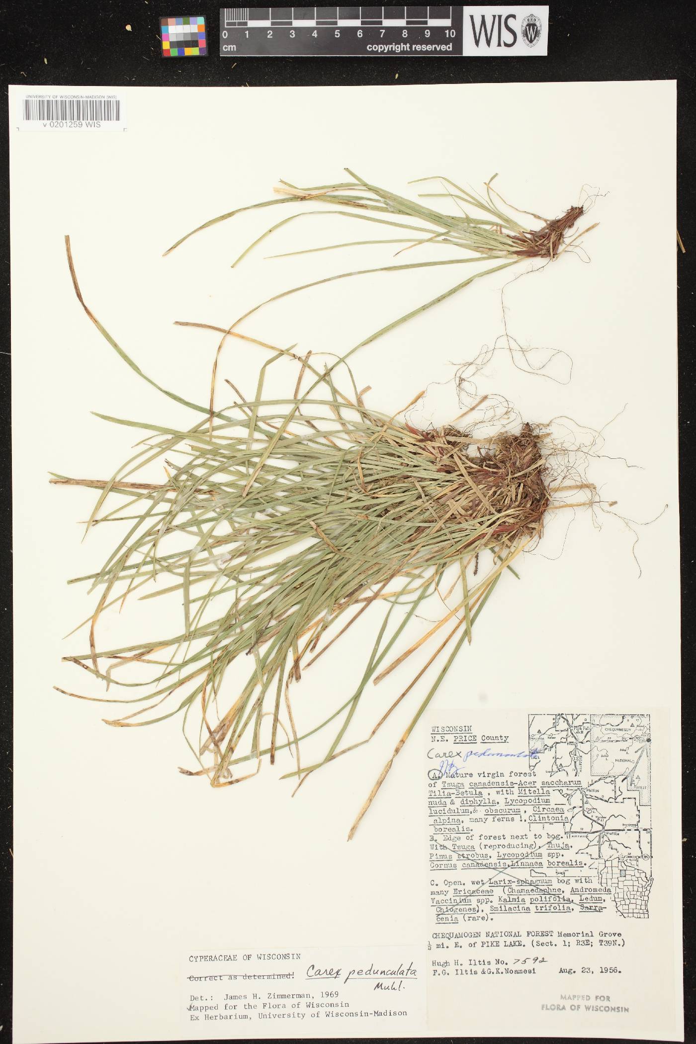 Carex pedunculata image