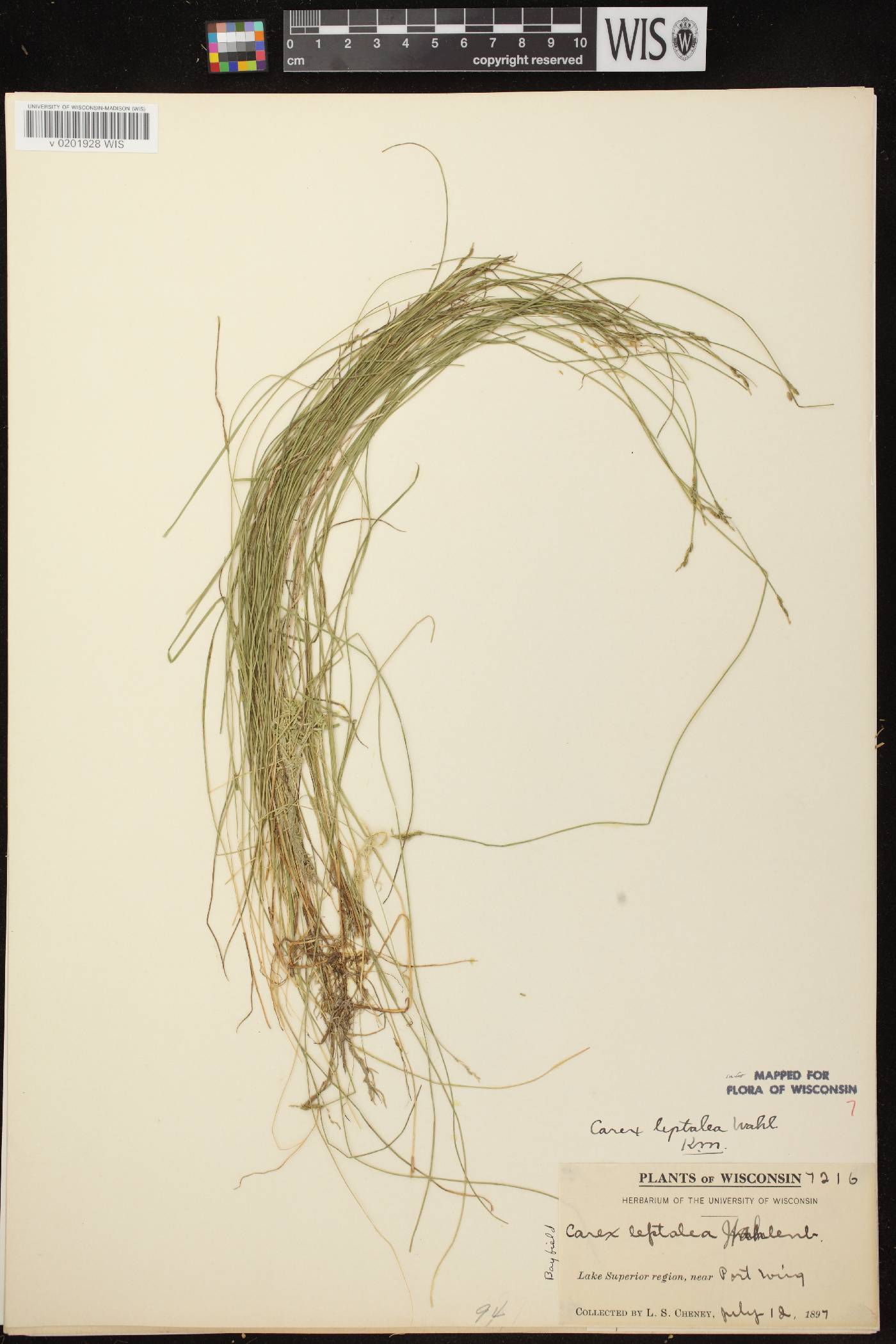 Carex leptalea subsp. leptalea image