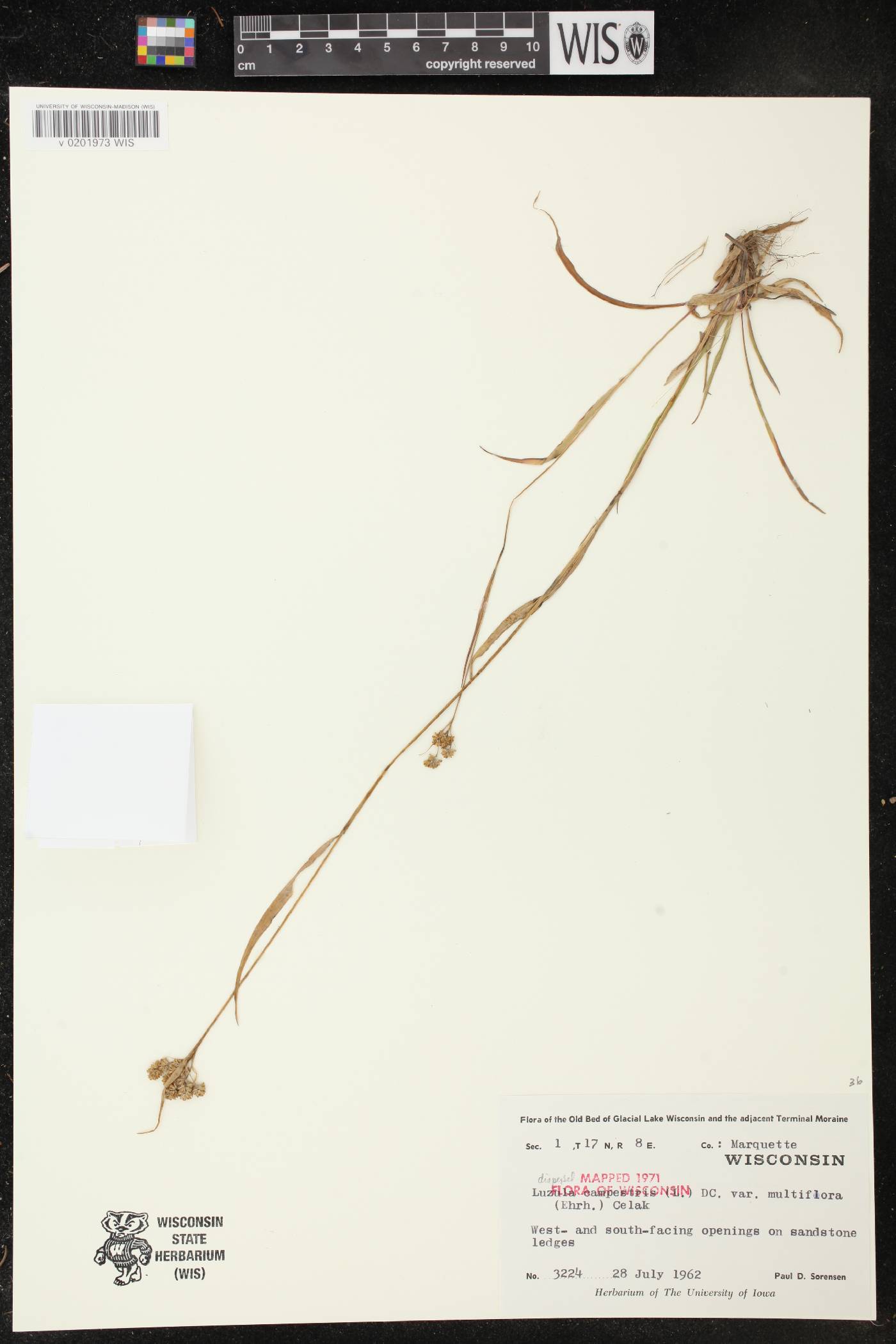 Luzula multiflora image