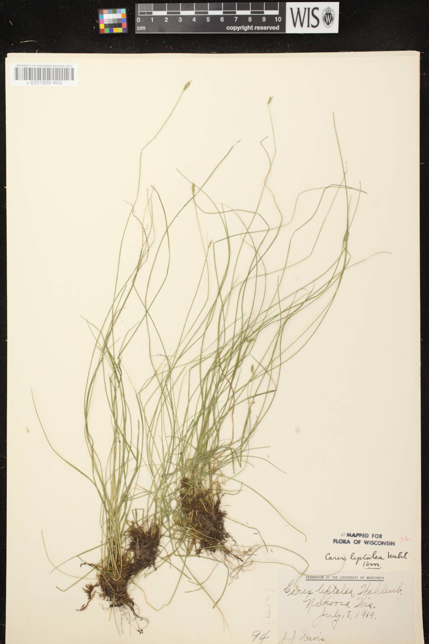 Carex leptalea subsp. leptalea image