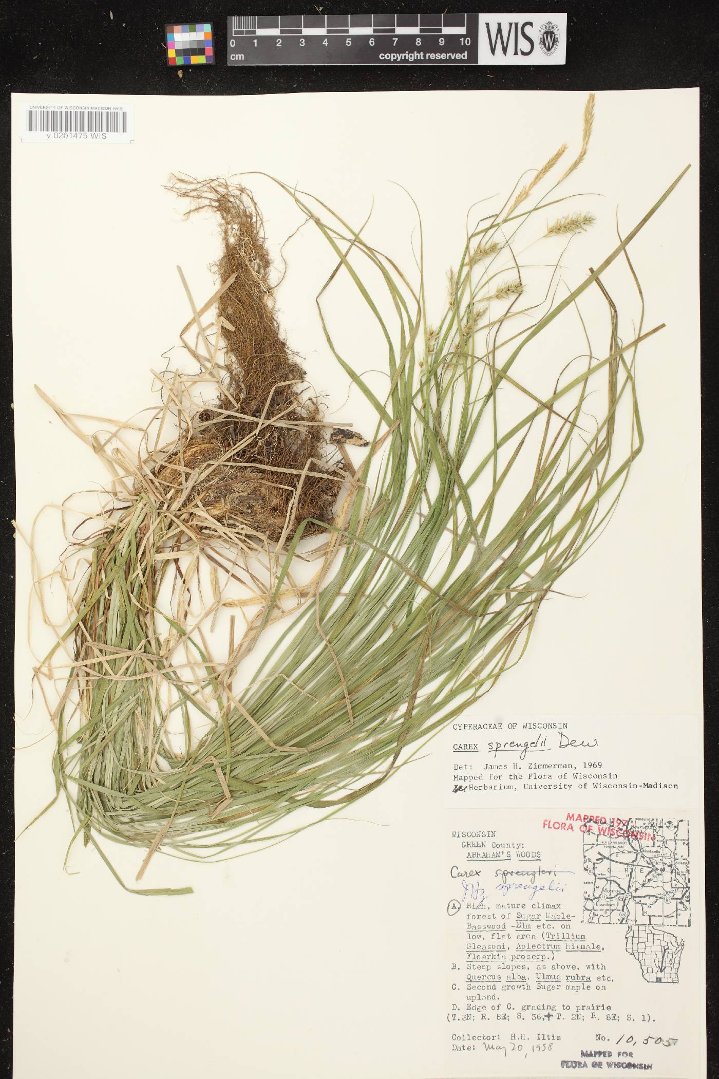 Carex sprengelii image