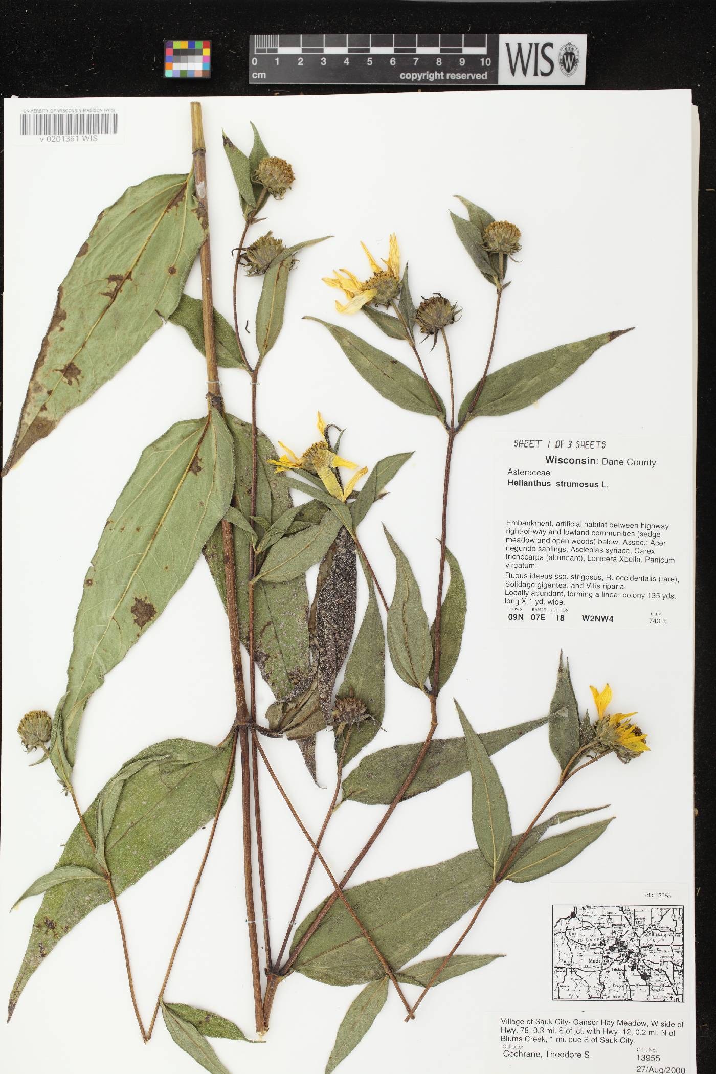 Helianthus strumosus image