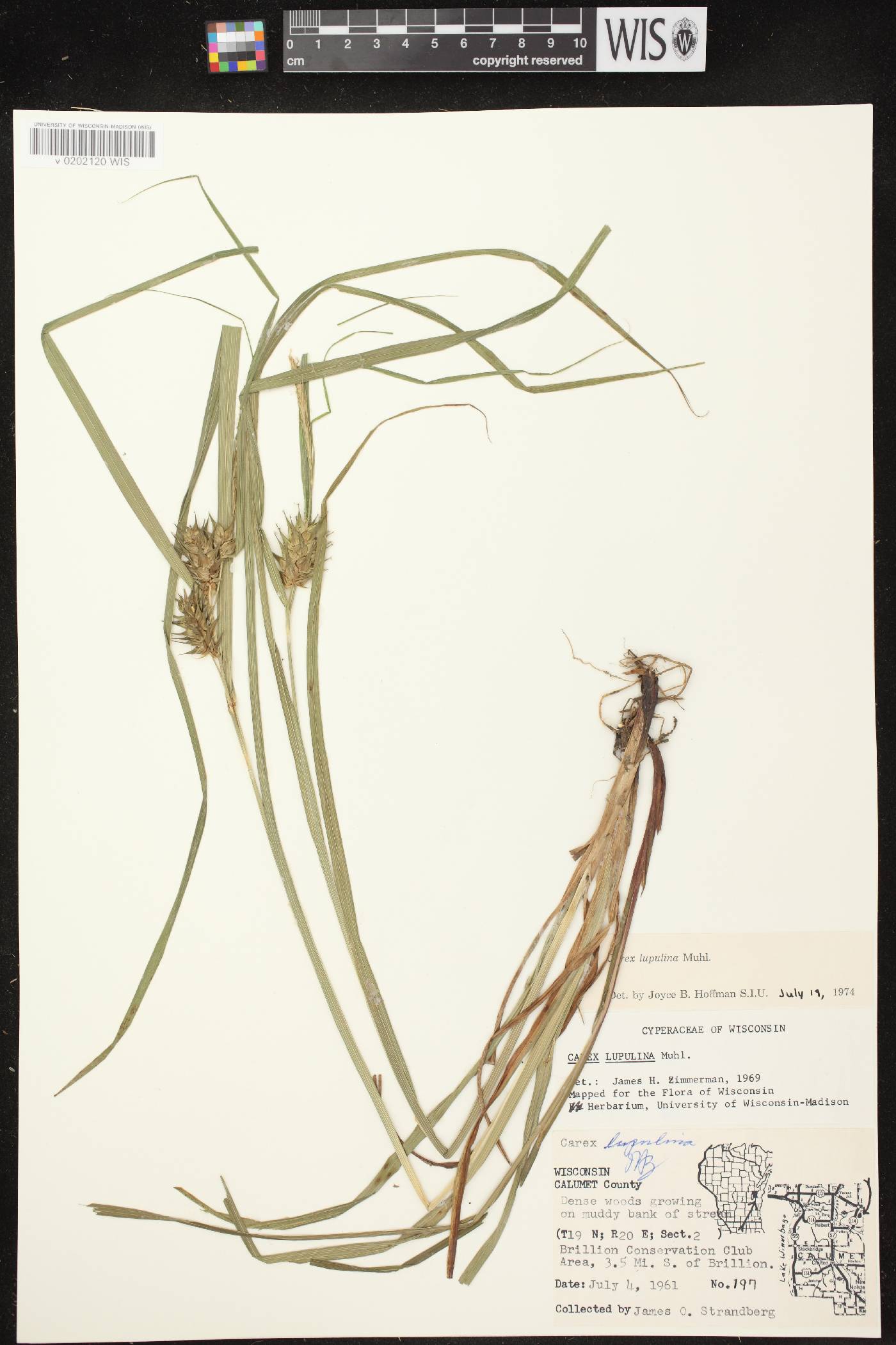 Carex lupulina image