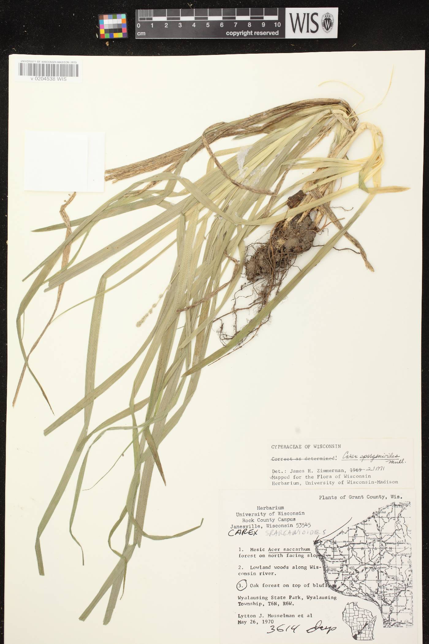 Carex sparganioides image