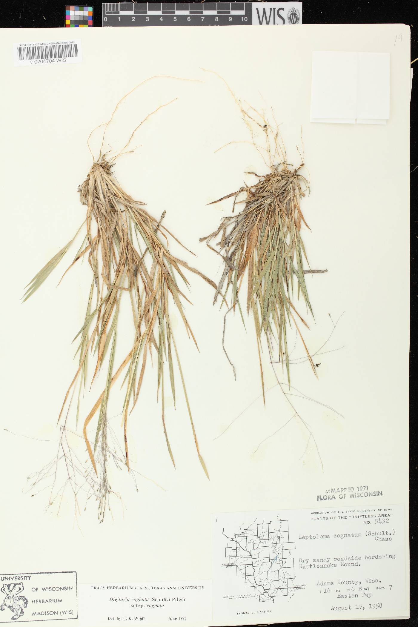 Digitaria cognata image