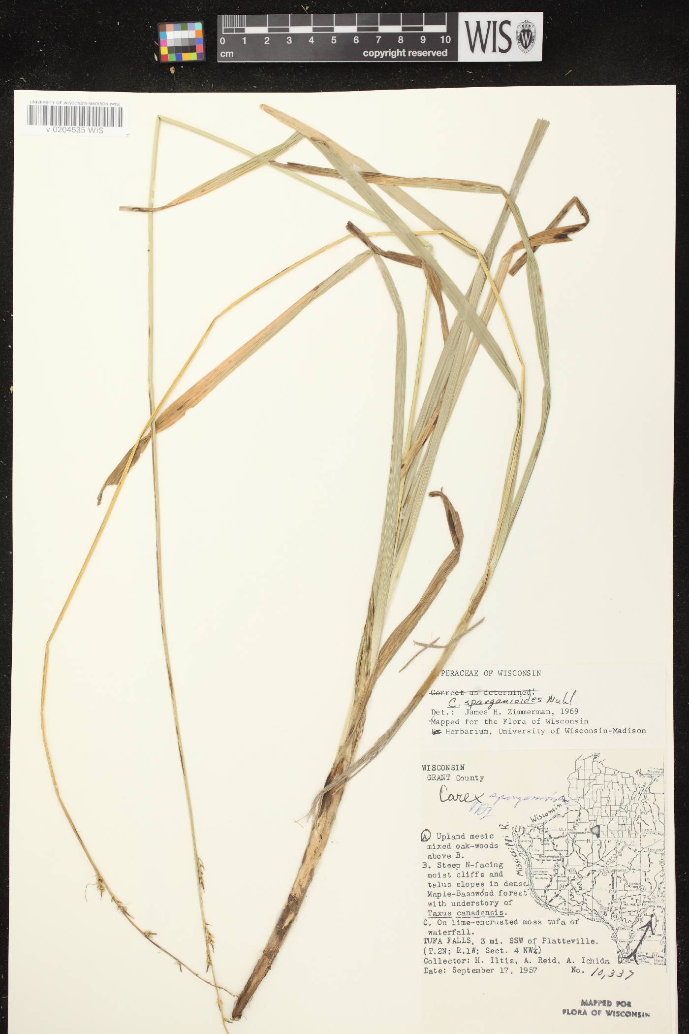 Carex sparganioides image