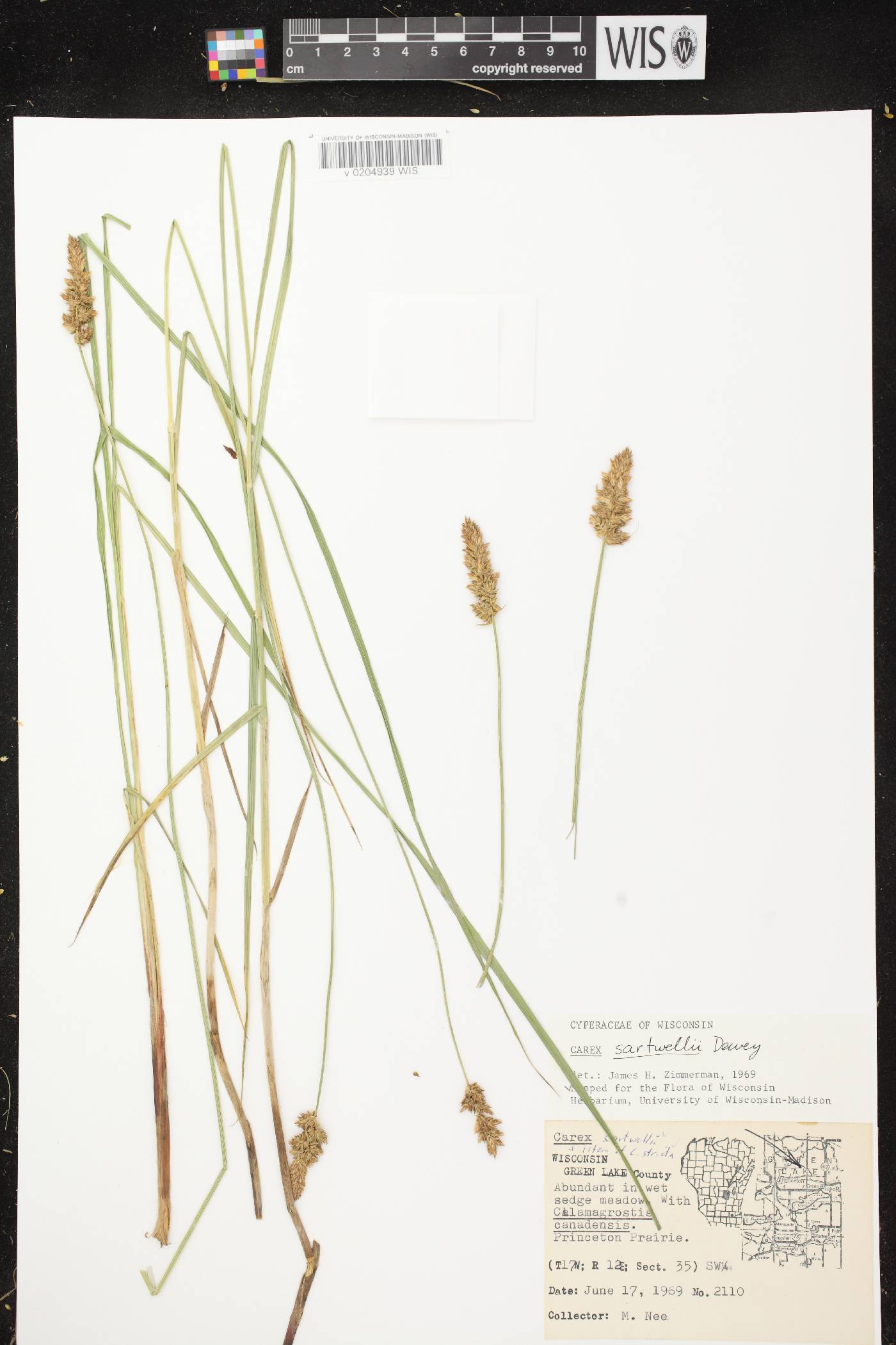 Carex sartwellii image