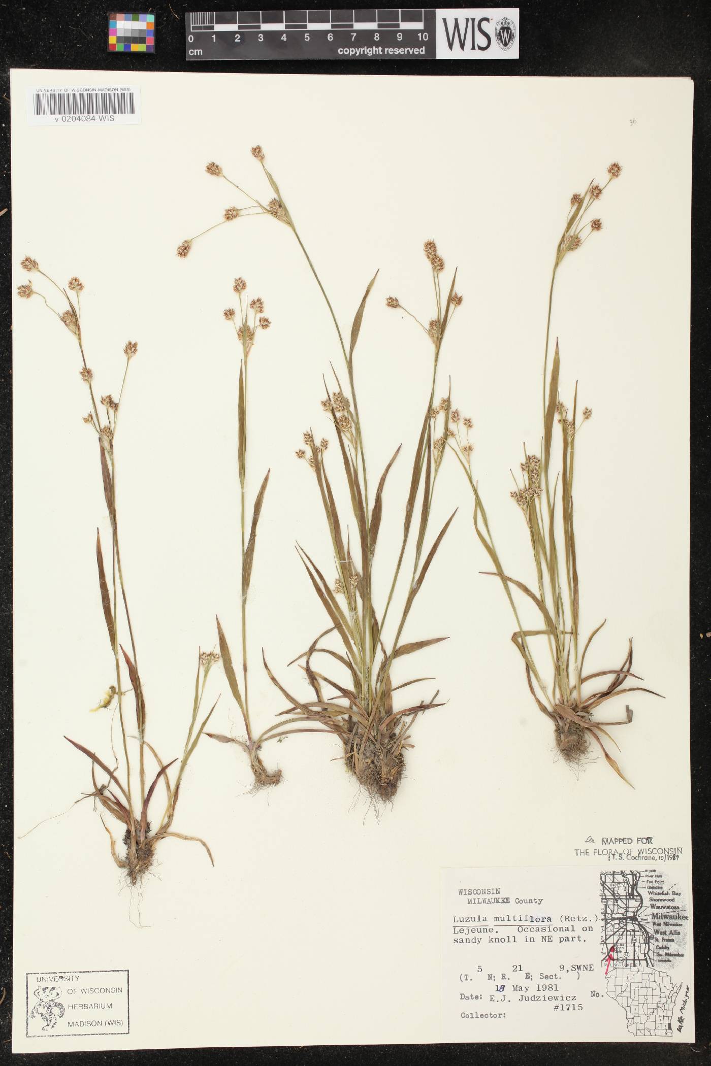 Luzula multiflora image