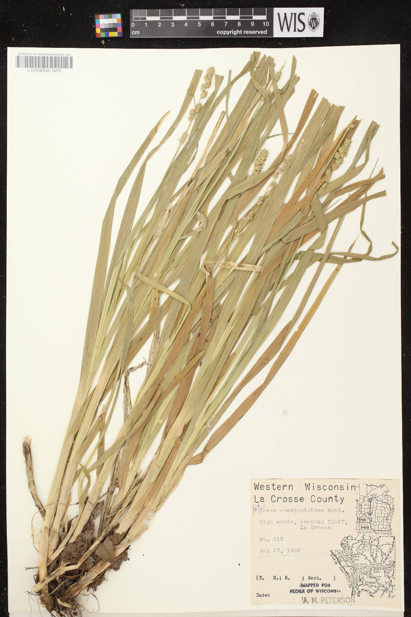 Carex sparganioides image